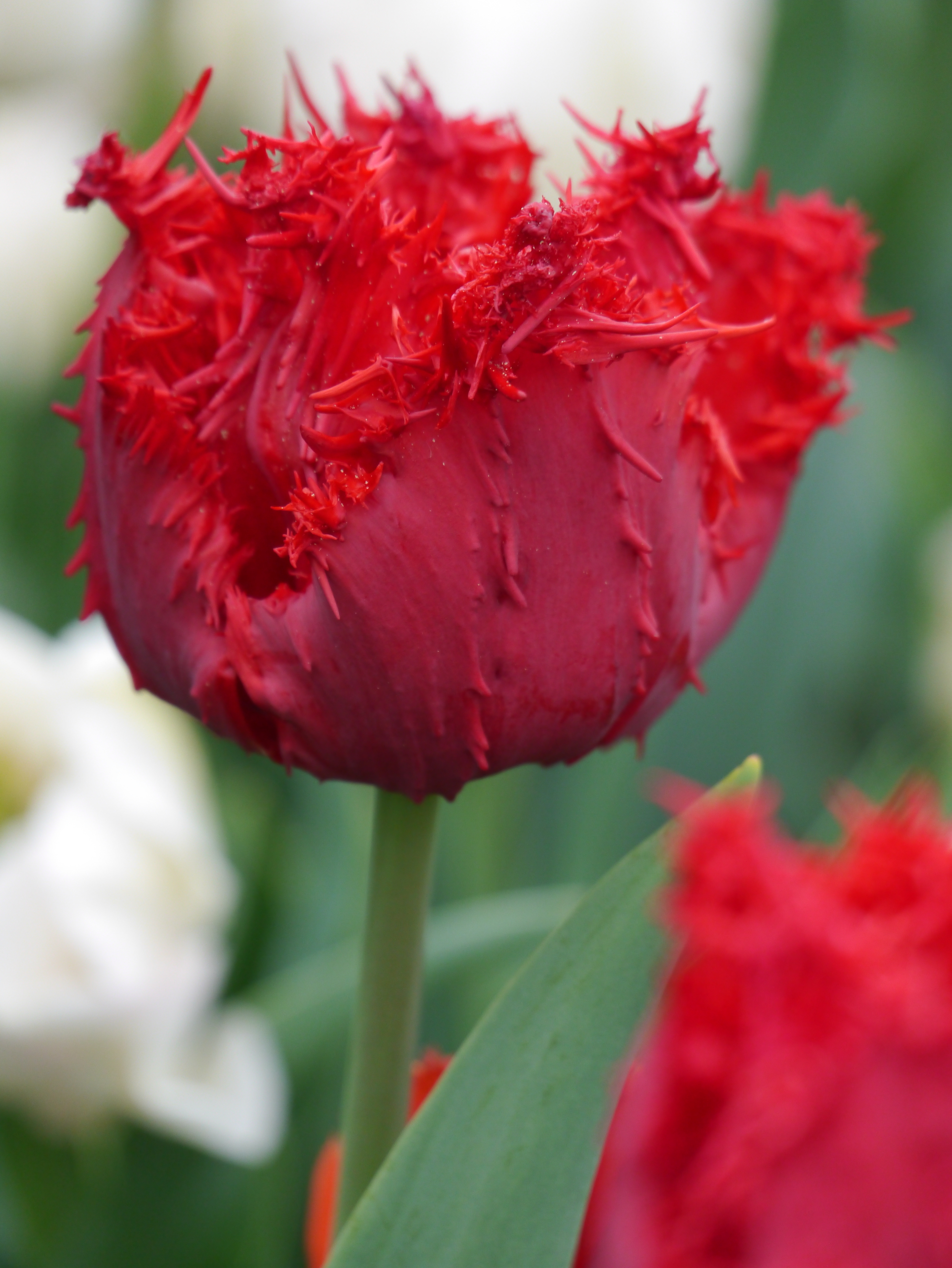 52520_Crispa-Tulpen Barbados Nahaufnahme einer roten, gefransten Tulpe mit gezackten, borstigen Blütenrändern und grünem Stiel vor unscharfem Hintergrund mit weißen und roten Blüten