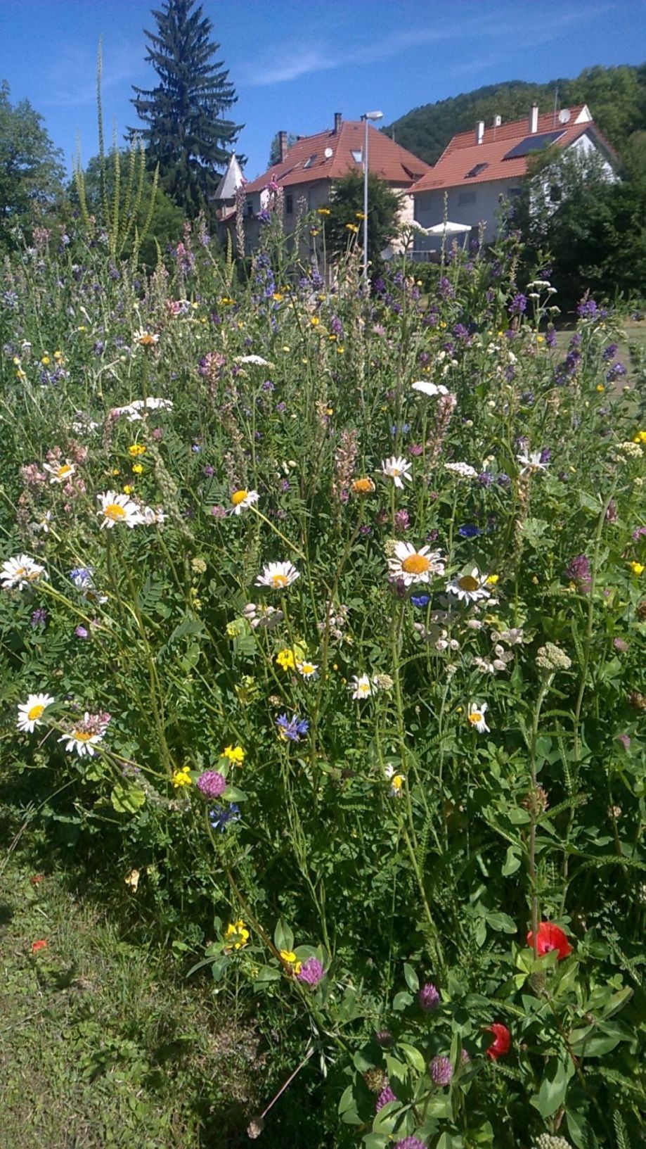 Blumen- und Kräuterwiese 100% Einjährige und mehrj.