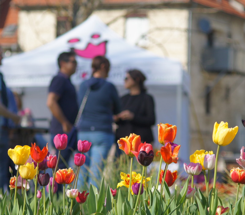 Eindruck vom zweiten Tulpensonntag 2025