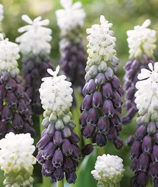 58018_Muscari Grape Ice Nahaufnahme von zweifarbigen Traubenhyazinthen (Muscari) mit weißen Spitzen und violetten Blütenständen in einem Garten