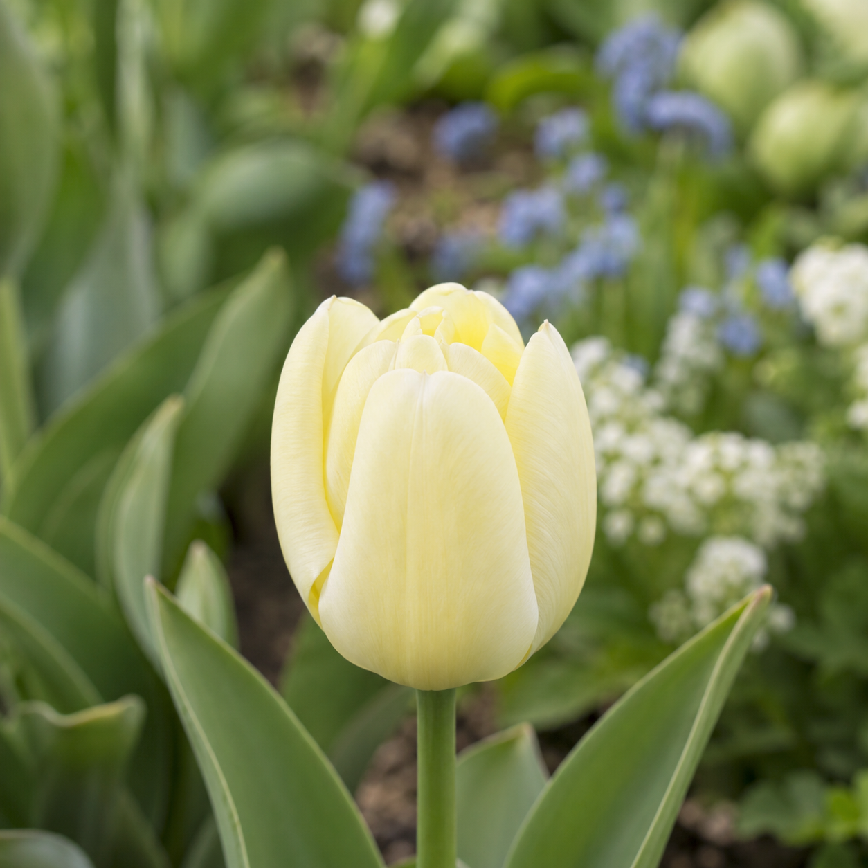 Darwin-Hybrid-Tulpen Ivory Floradale