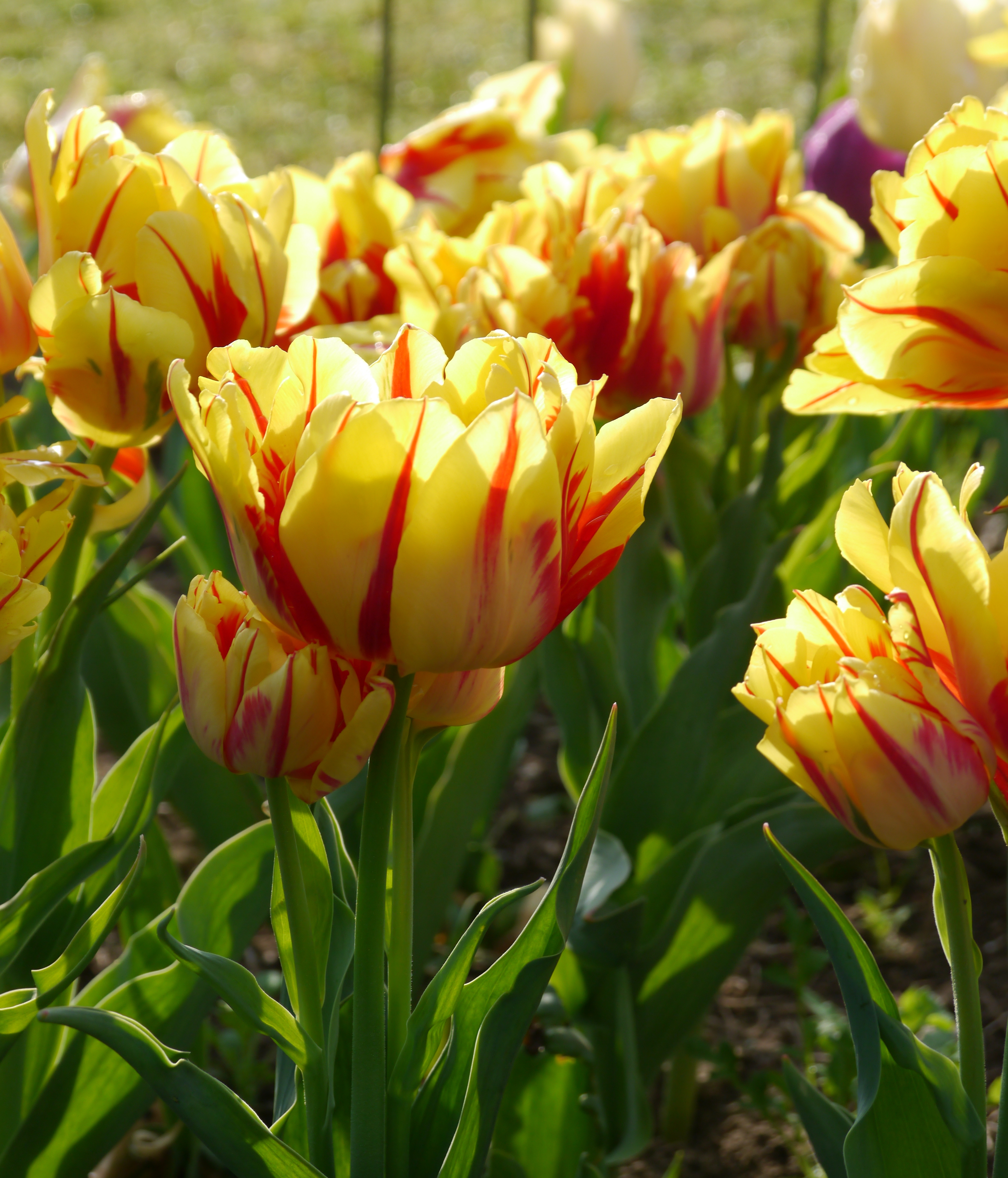 Gelb-rote Tulpen im Sonnenlicht, Nahaufnahme im Blumenbeet