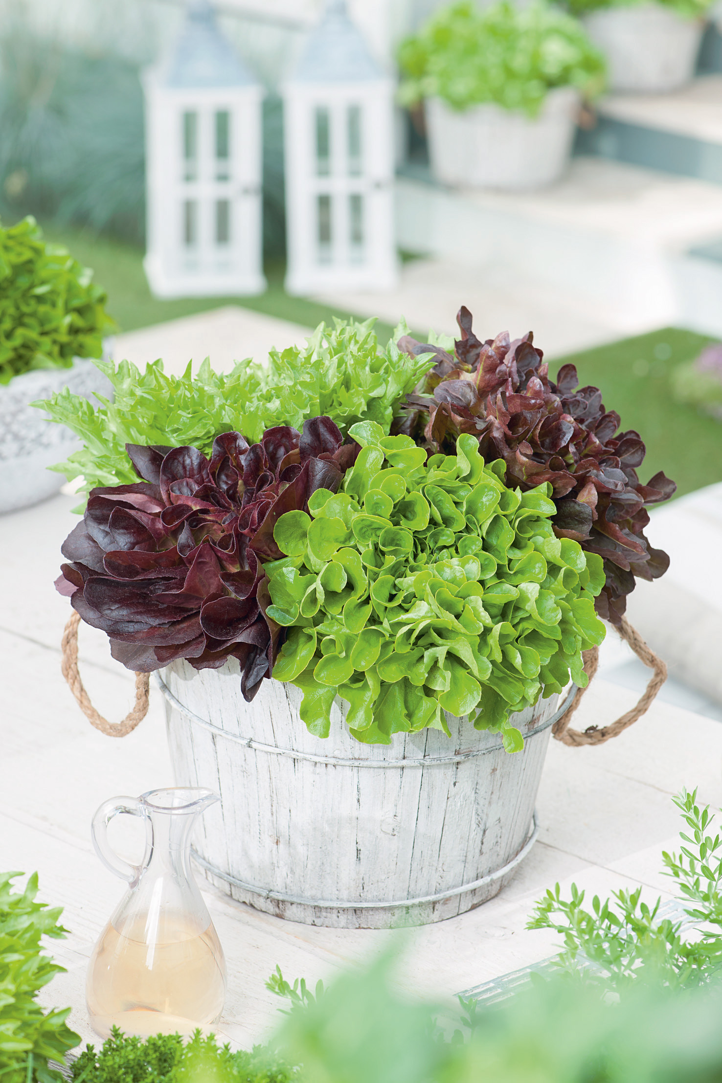 92930_Multiblattsalat, Salanova Mischung Verschiedene frische Blattsalate (grün und rot) arrangiert in einem weißen, rustikalen Holzeimer mit Hanfgriffen auf hellem Gartentisch, im Vordergrund eine Glaskaraffe mit Dressing