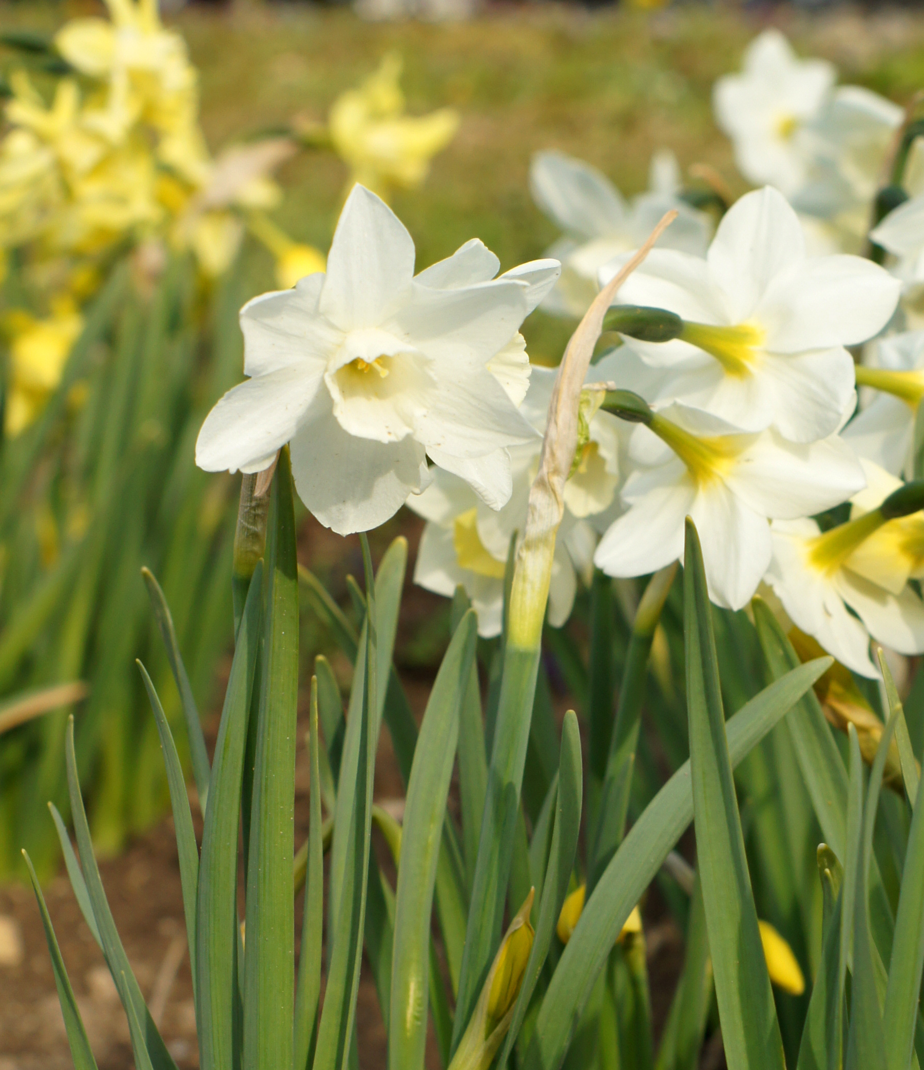 Blühende Jonquilla-Narzissen Pueblo mit weißen Blüten und zart gelber, cremeweiß auslaufender Krone im Beet – elegante, mehrblütige Frühlingsblüher für Freiland, Töpfe und Steingärten.