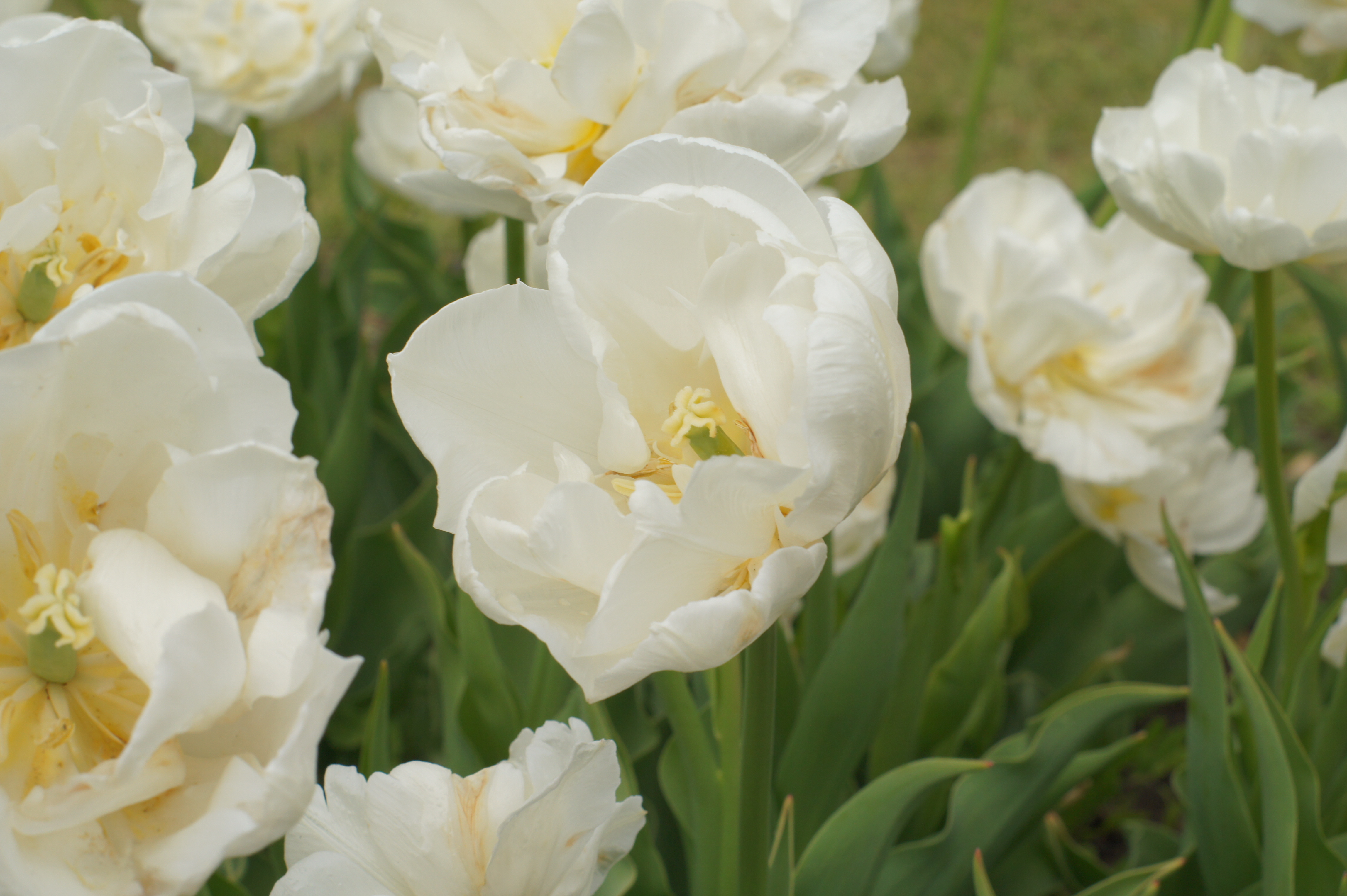 Nahaufnahme weißer, gefüllter Tulpenblüten in einem Beet mit grünem Laub