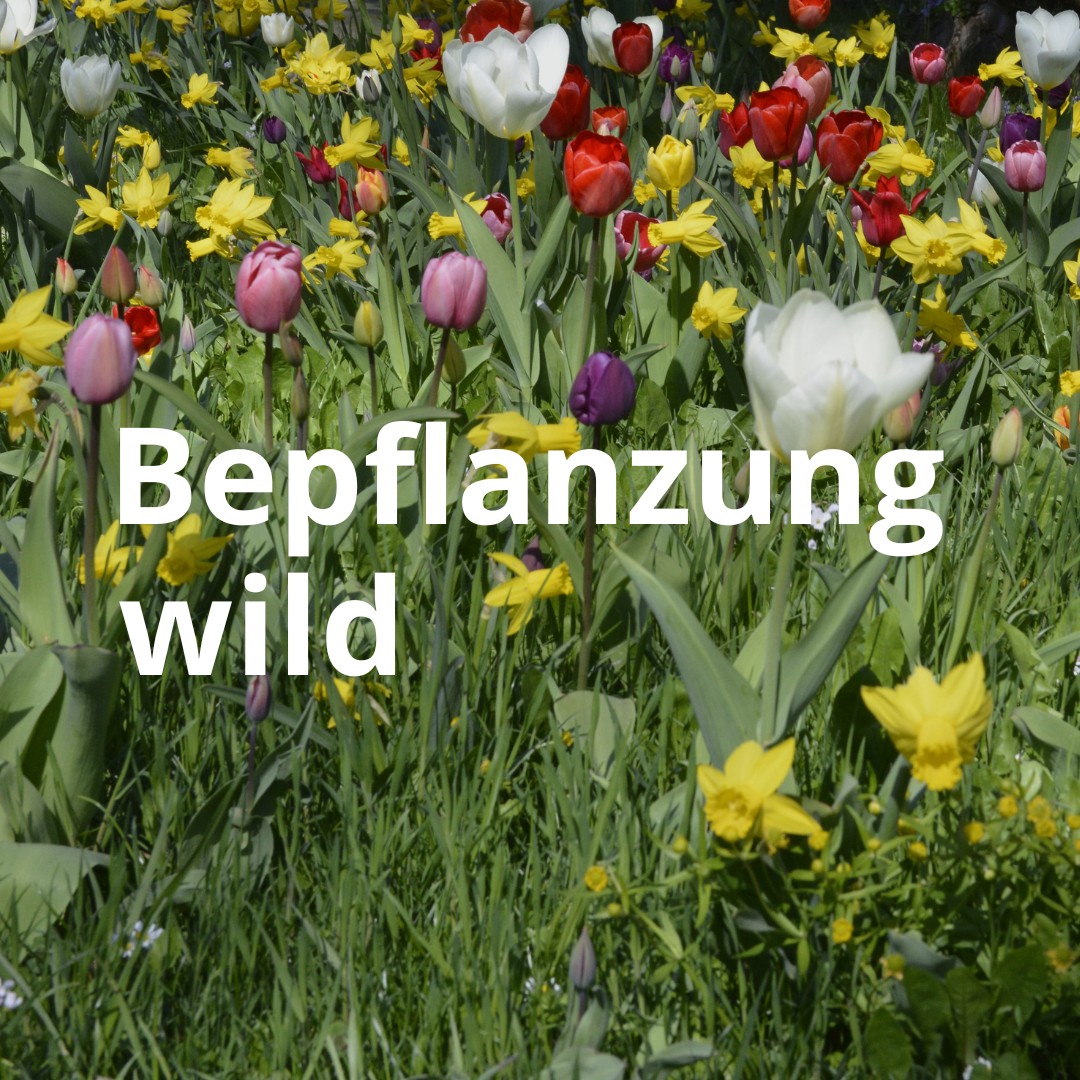 ungleichmäßige oder wilde Bepflanzung mit Tulpenzwiebeln