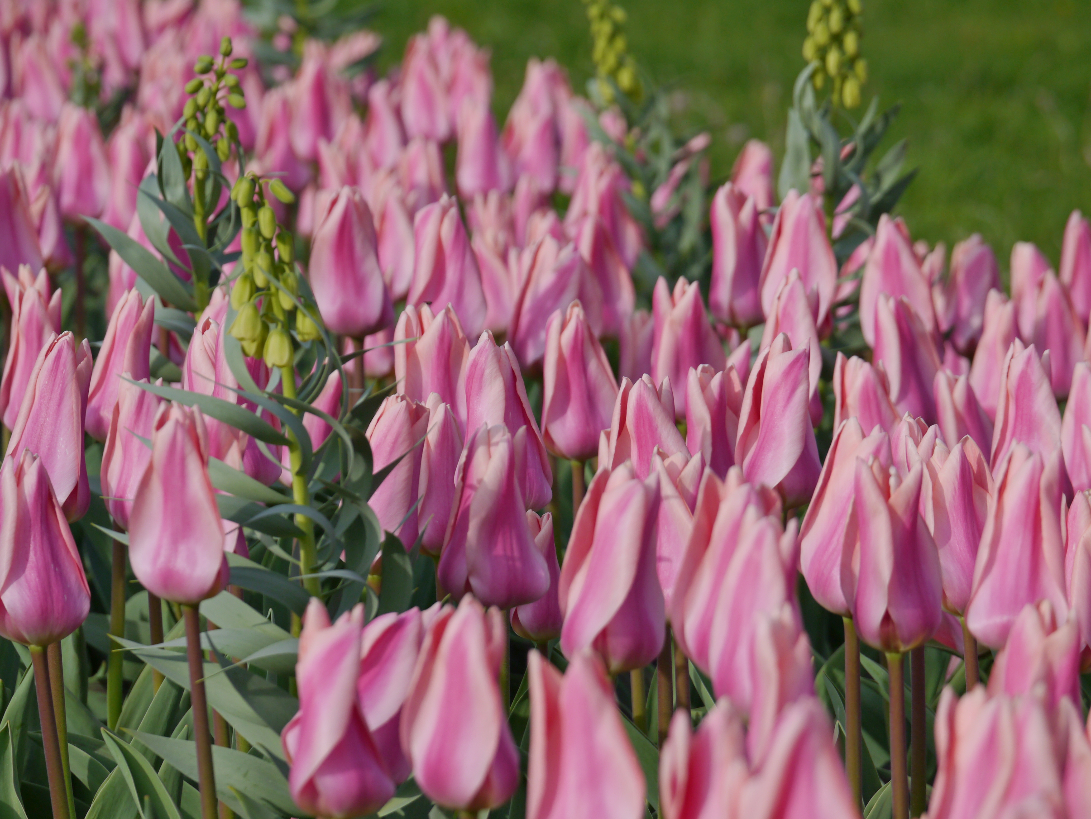 Blumenzwiebel-Mischung Frühlingsflirt Tag mit rosa zweifarbigen Tulpen Neper und aufragender Fritillaria persica Ivory Bells im Frühlingsbeet