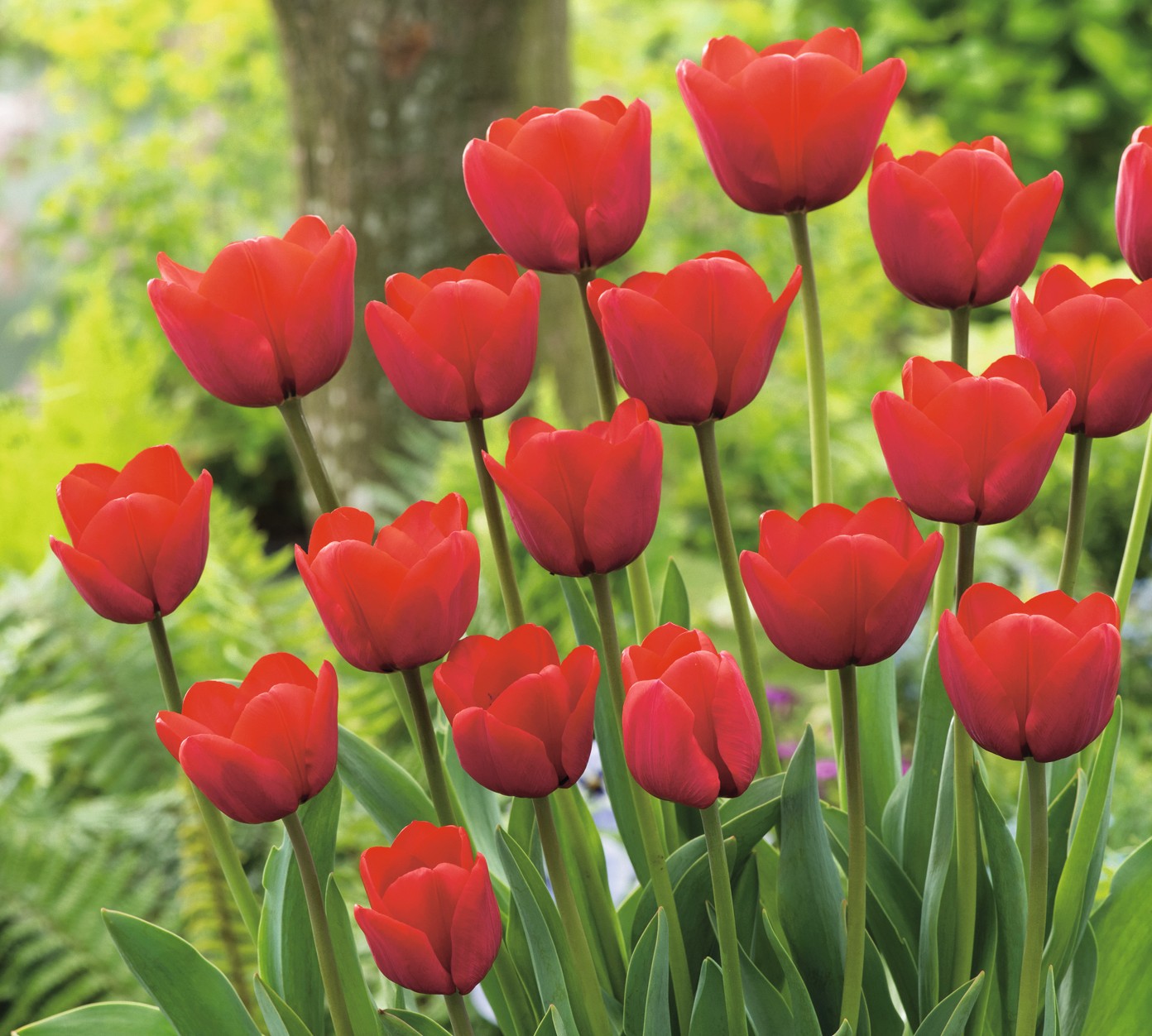 Triumph-Tulpen Red Triumph in sattem Rot mit wohlgeformten Blüten auf stabilen Stielen, ideal für Garten und Balkon, Blüte von April bis Mai