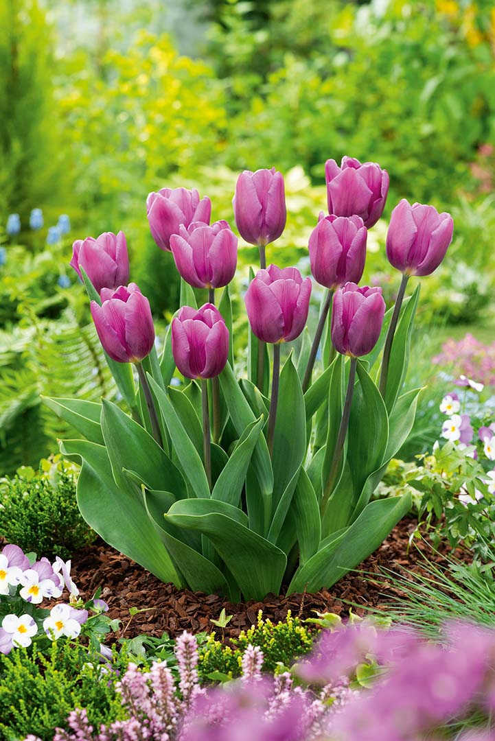 Triumph-Tulpen Purple Flag mit violettblauen Blüten auf kräftigen Stielen im Beet, ideal für Garten, Balkonkästen und Töpfe, Blütezeit im April