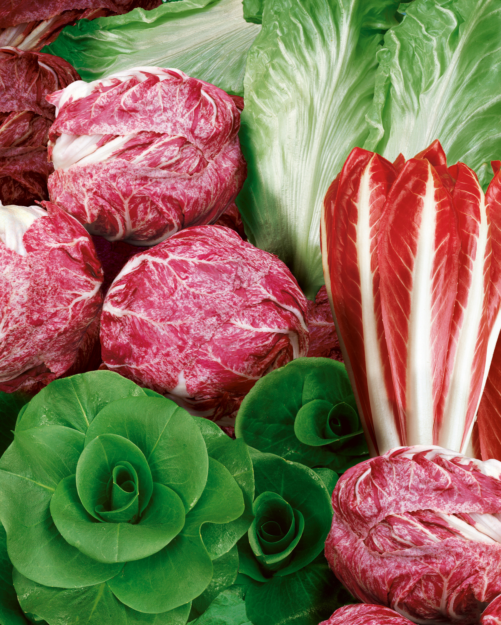 Nahaufnahme verschiedener Salate: marmorierter rot-weißer Radicchio (Chioggia), länglicher Radicchio-Treviso und knackige grüne Blattsalate.
