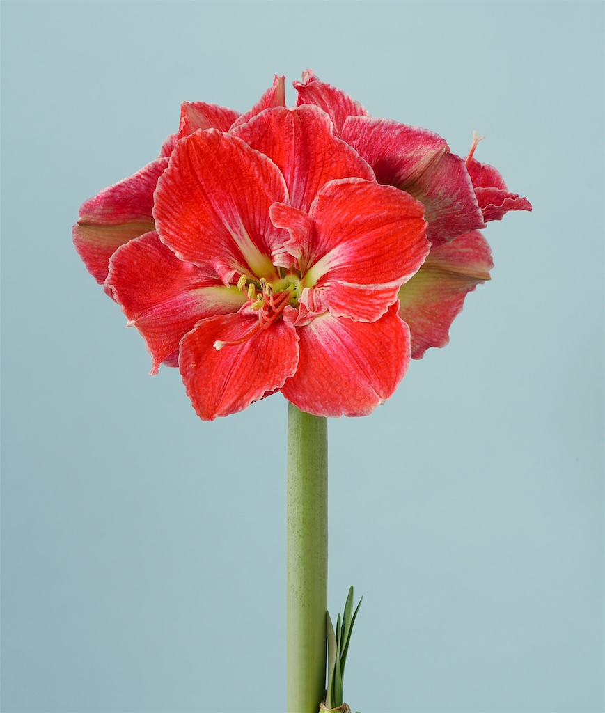Amaryllis Diamond, präpariert Magical Touch
