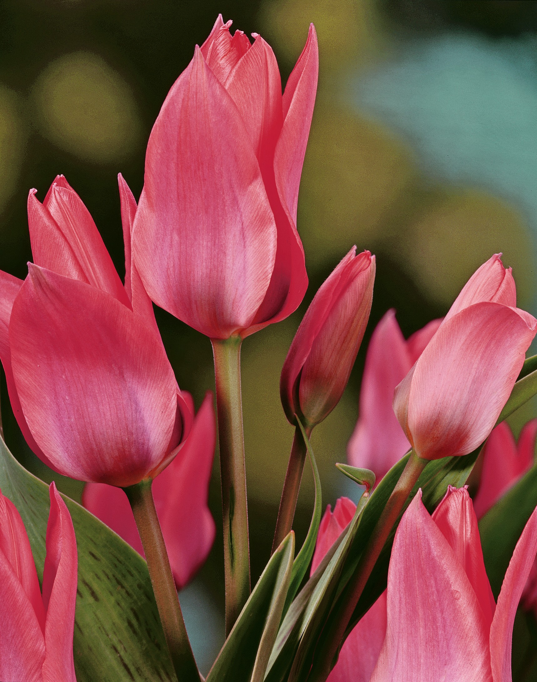 Nahaufnahme von rosa Tulpen mit geschlossenen und offenen Blüten, grünen Stielen und Blättern, dekorative Frühlingsblumen für Sträuße und Dekoration.