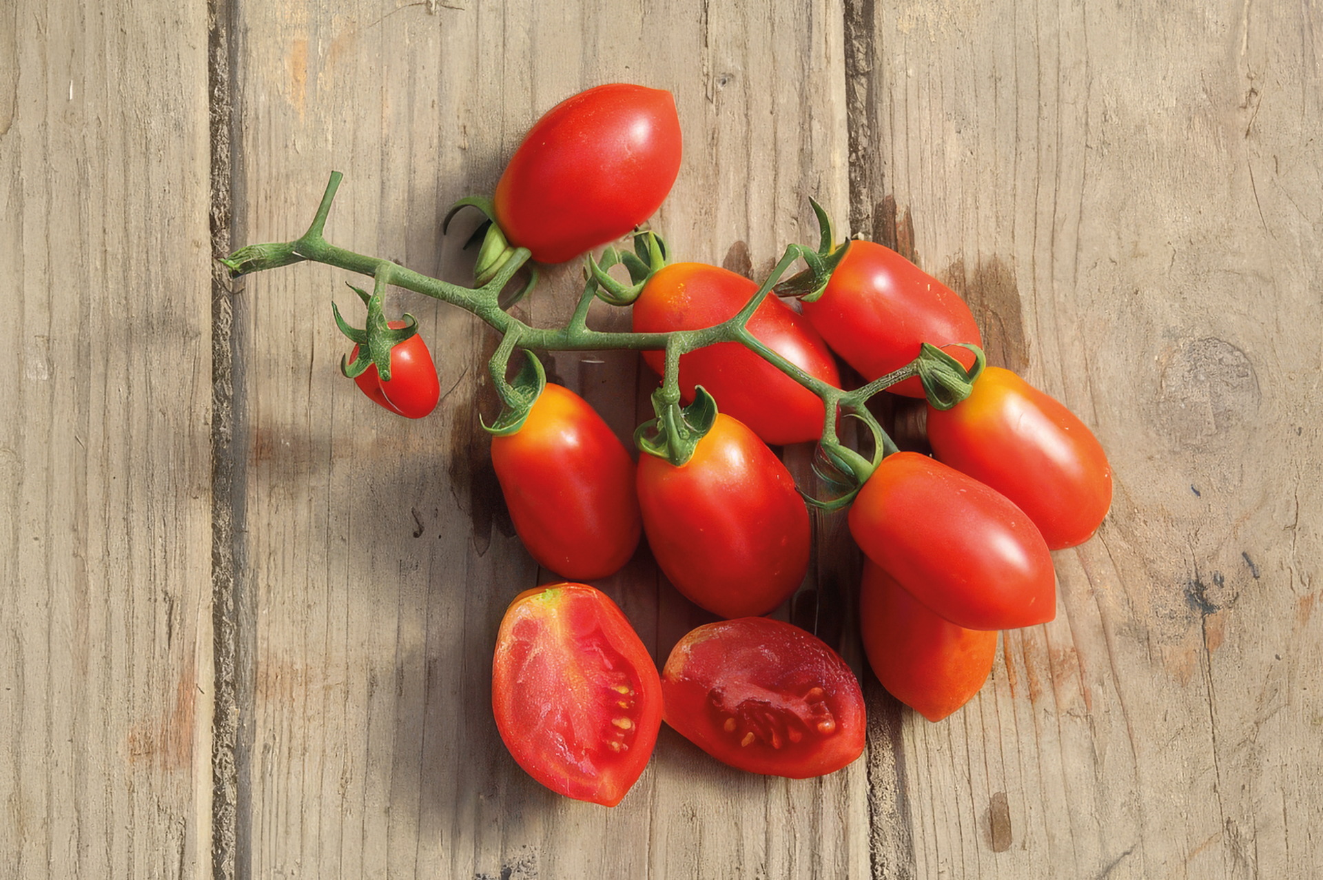 Cocktailtomate Donatellina