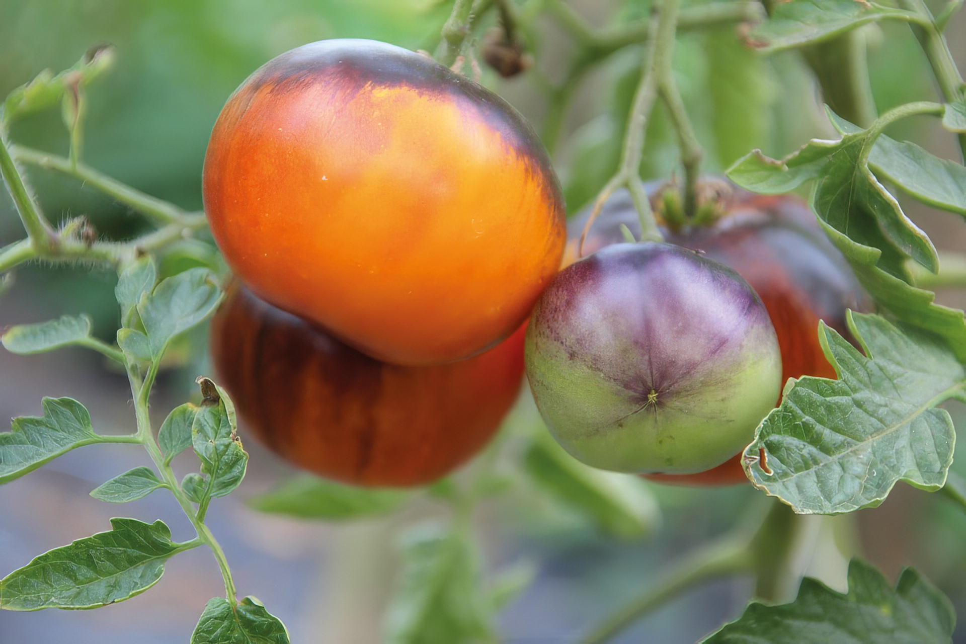 Fleischtomate Lucid Gem