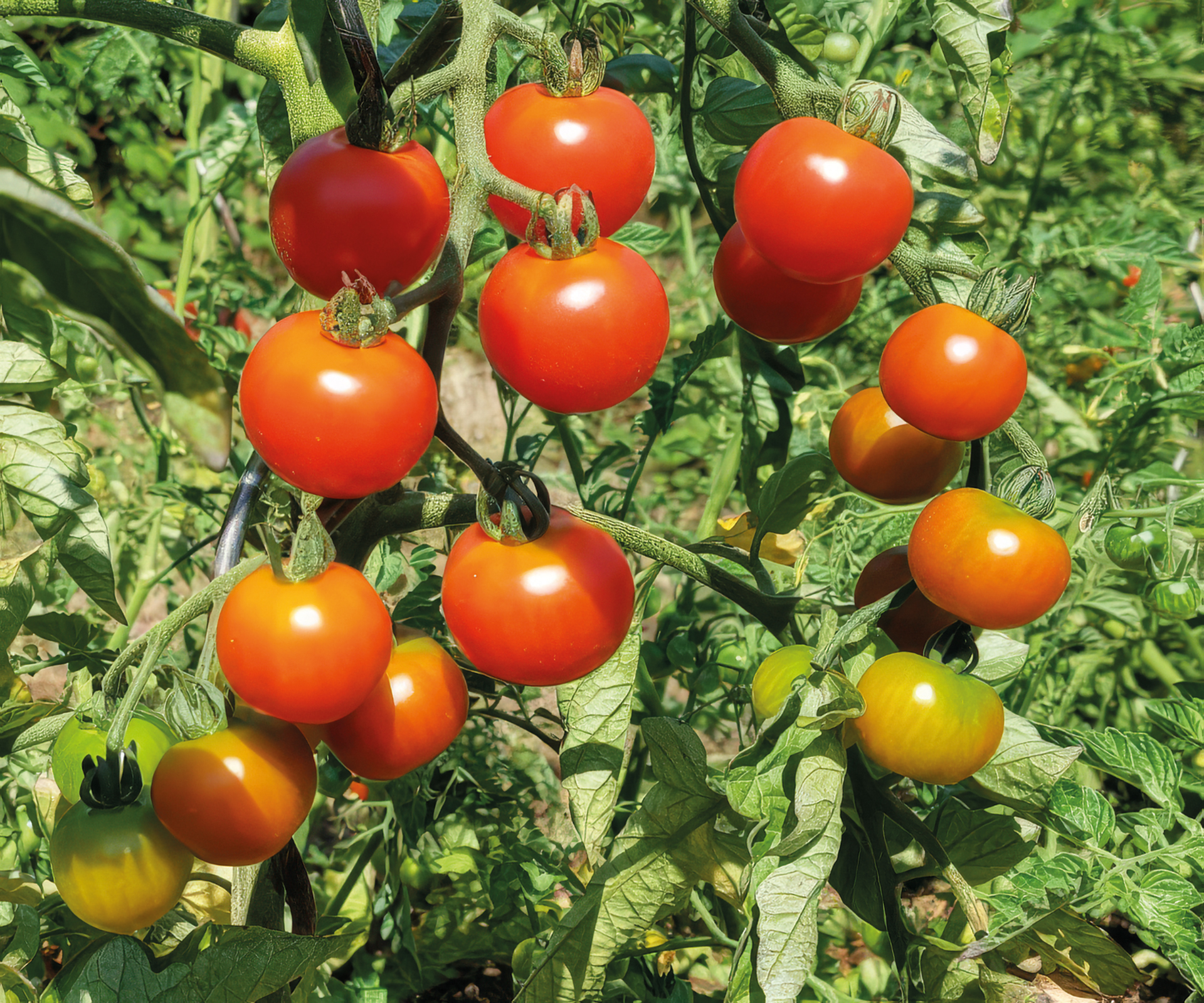 Cocktailtomate Onkel Gustav
