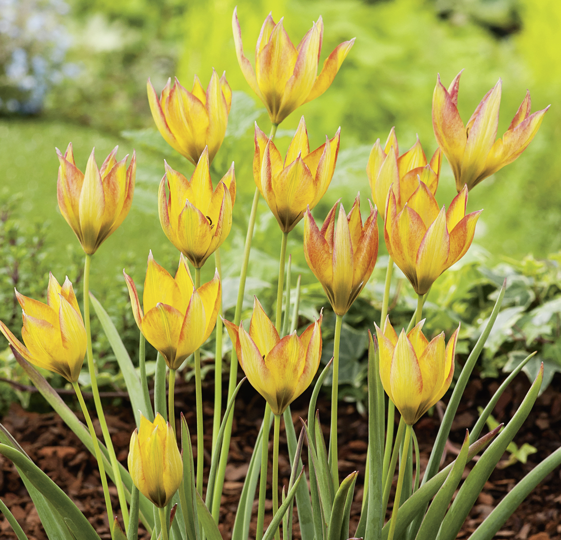 Tulipa orphanidea Flava mit gelben, glockenförmigen Blüten, rötlichen Spitzen und schmalem Laub im Frühlingsgarten