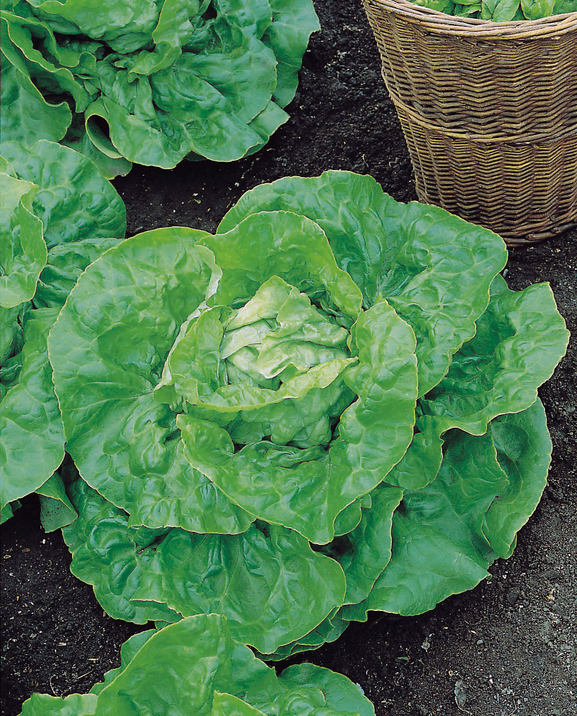 Winterkopfsalat Maiwunder
