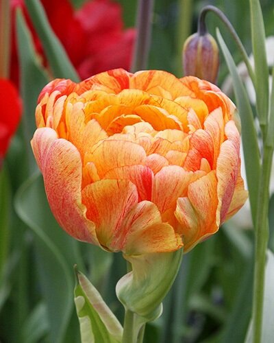 Nahaufnahme einer gefüllten Tulpenblüte in Orange und Rot mit grünen Stängeln und Blättern im Hintergrund, detailreich, geeignet für Garten- und Blumenpräsentation