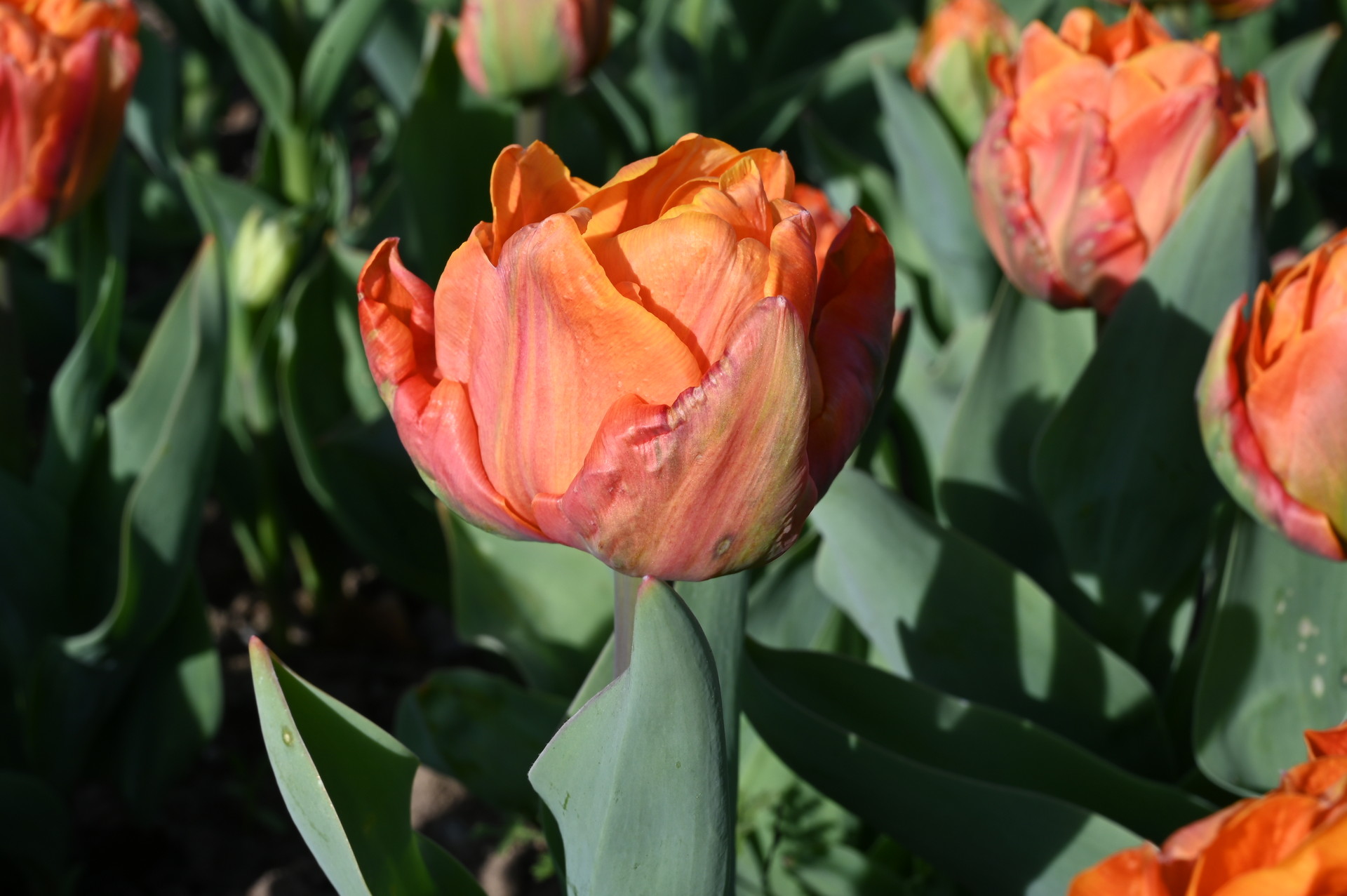 Gefüllte frühe Tulpen Lorenzo