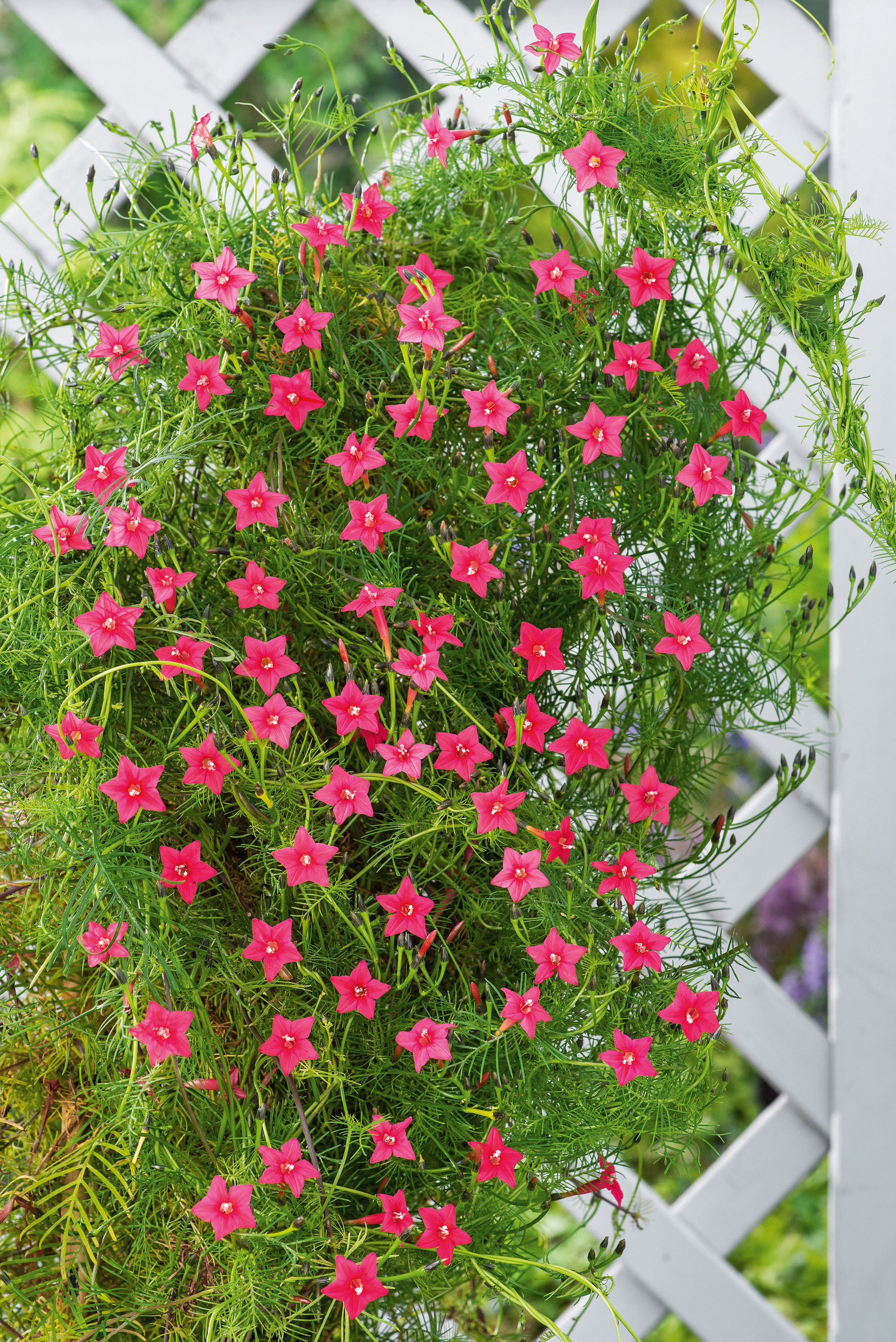 Nahaufnahme einer hängenden Ampelpflanze mit zahlreichen kleinen rosa sternförmigen Blüten und feinen grünen Blättern vor einem weißen Holzgitter
