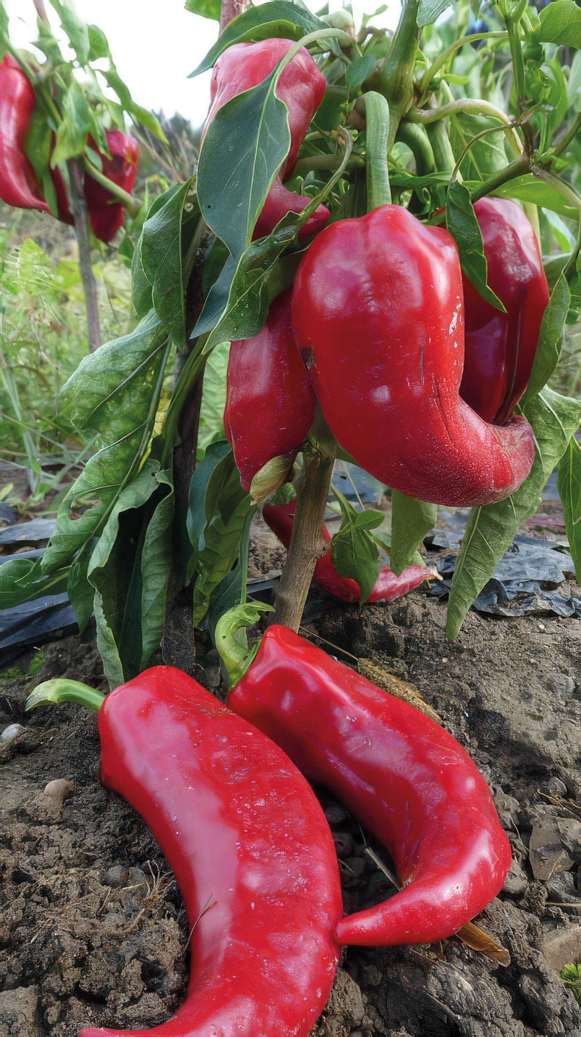 Gemüsepaprika Ochsenhorn