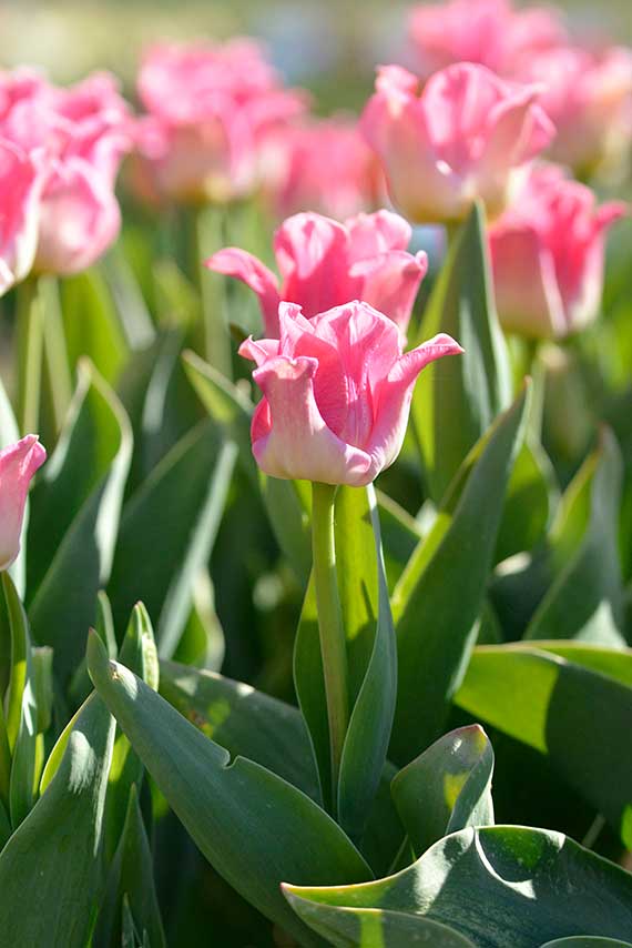 Triumph-Tulpen Crown of Dynasty im Beet mit rosa-weißen, kronenartig gebogenen Blütenblättern und grünem Laub