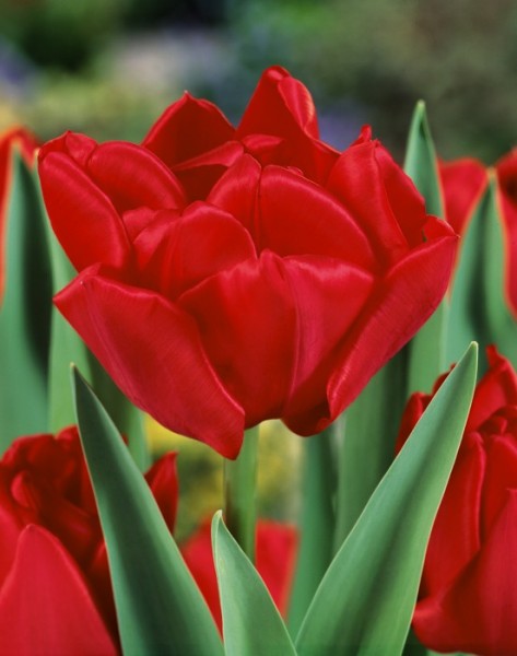 Nahaufnahme einer leuchtend roten Tulpe mit grünen Blättern im Garten