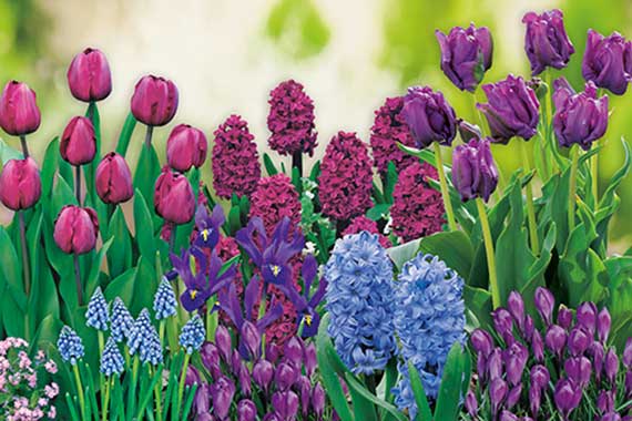 Mix Blauer Garten-8354_FM Nahaufnahme bunter Frühlingsblüten: rosa und violette Tulpen, blaue und violette Hyazinthen, lila Krokusse und Muscari im Beet