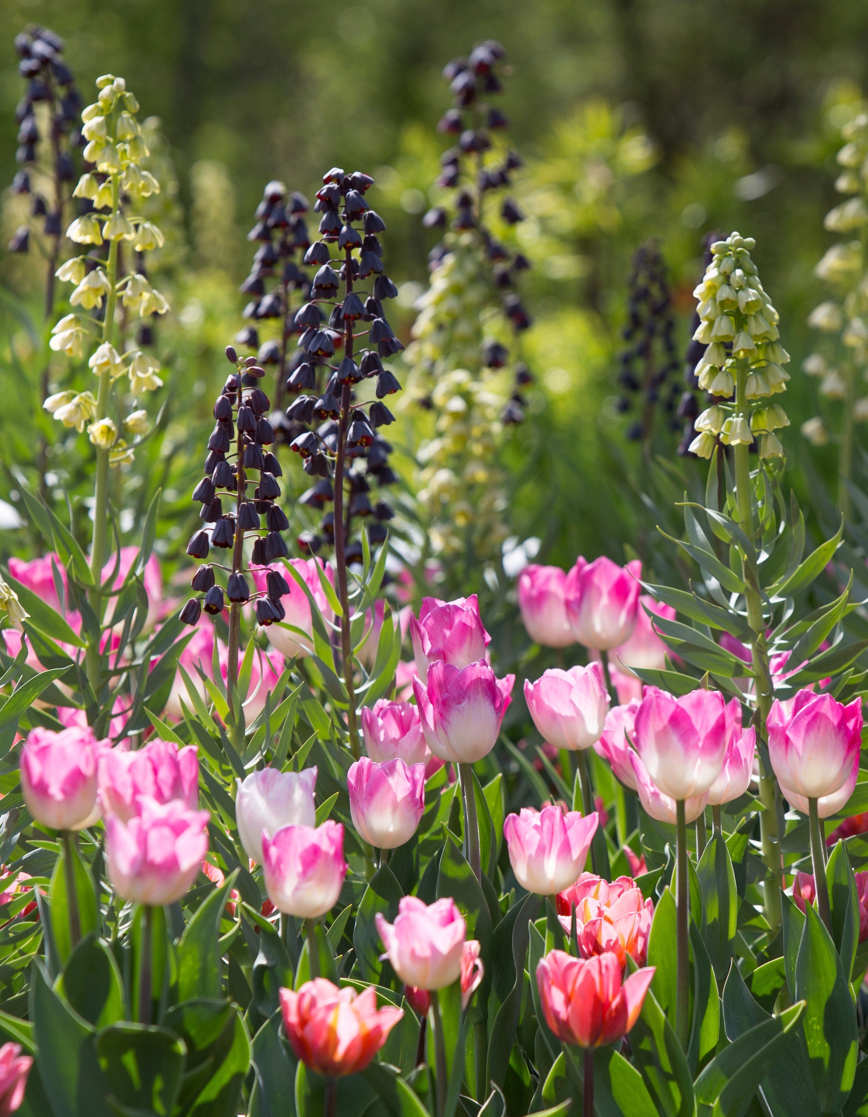 51045_Neue Welle Nahaufnahme eines sonnigen Frühlingsbeets mit rosa-weißen Tulpen im Vordergrund und glockenförmigen dunkelvioletten sowie gelblich-grünen Blüten im Hintergrund.
