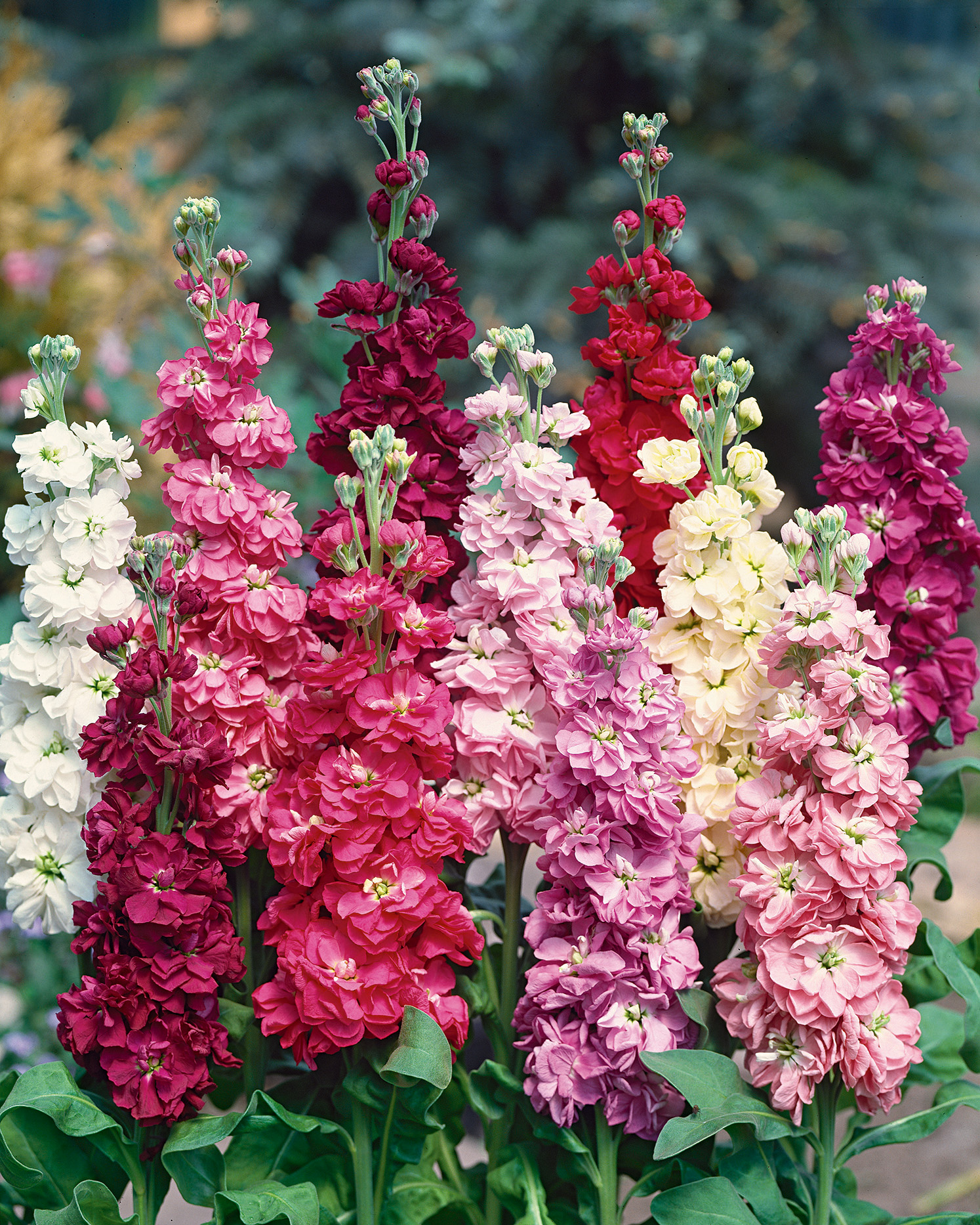 Mehrere hohe, gefüllte Levkojen (Matthiola) in Weiß, Rosa, Pink, Rot und Creme mit grünen Blättern, Nahaufnahme im Garten