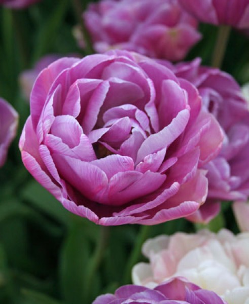 Gefüllte späte Tulpen Blue Diamond