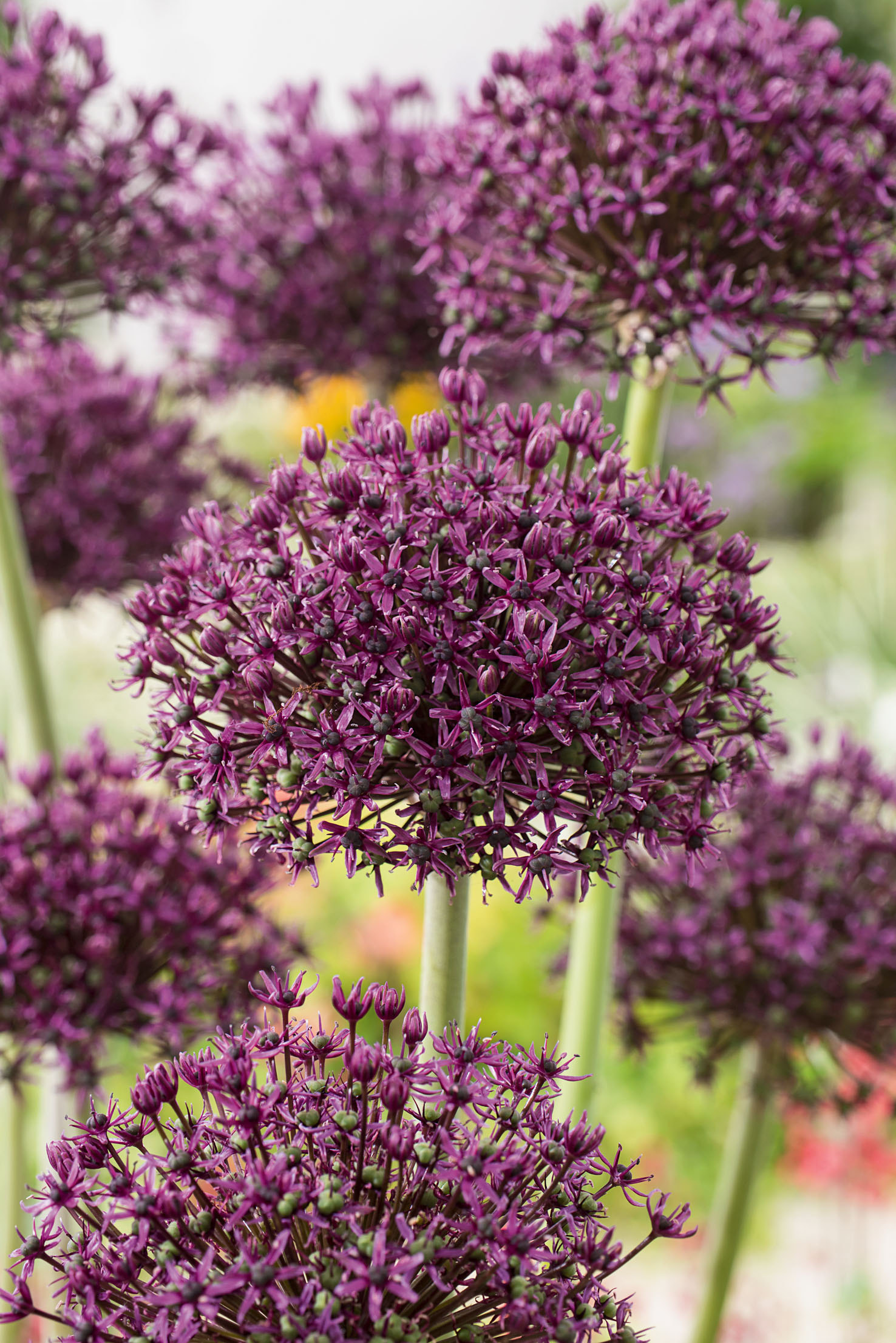 56035_Allium Miami_FM Nahaufnahme von lila Zierlauch (Allium) mit kugelförmigen Blütenständen, Fokus auf vorderer Blüte, unscharfer Gartenhintergrund