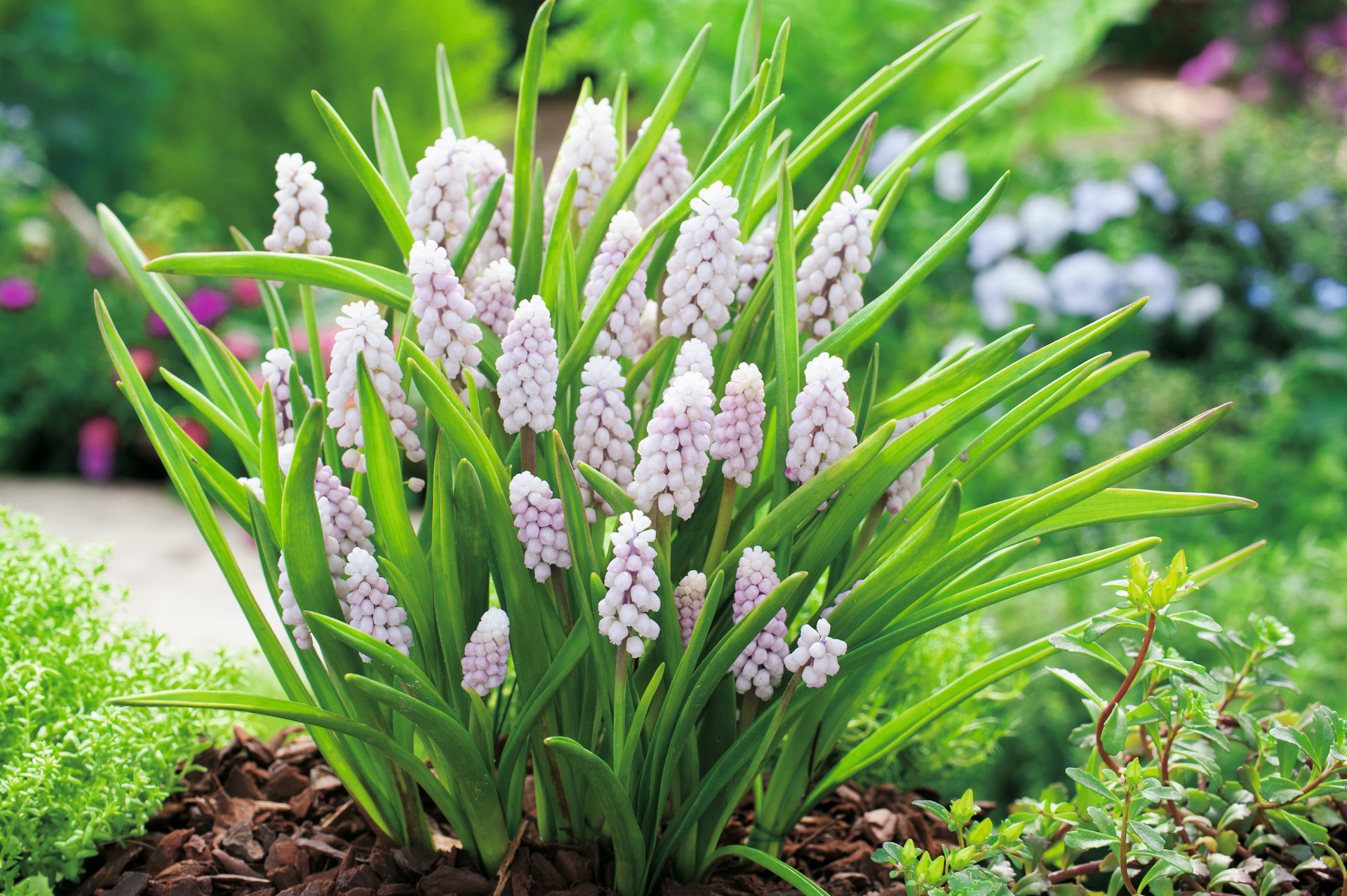 Muscari Pink Sunrise
