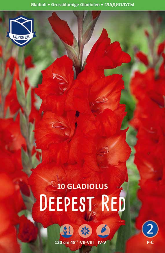 Edel-Gladiolen Deepest Red