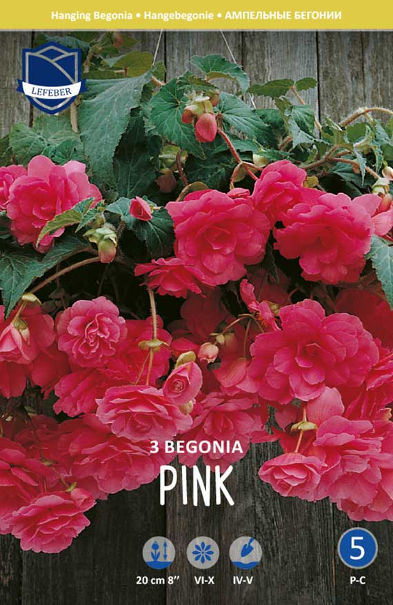 Packungsabbildung: Hänge-Begonie 'Pink' mit üppigen, rosa, gefüllten Blüten und hängenden Trieben; ideal für Ampeln und Balkonkästen. Packung mit 3 Zwiebeln. Blütezeit: Juni–Oktober, Pflanzzeit: April–Mai, Wuchshöhe ca. 20 cm.