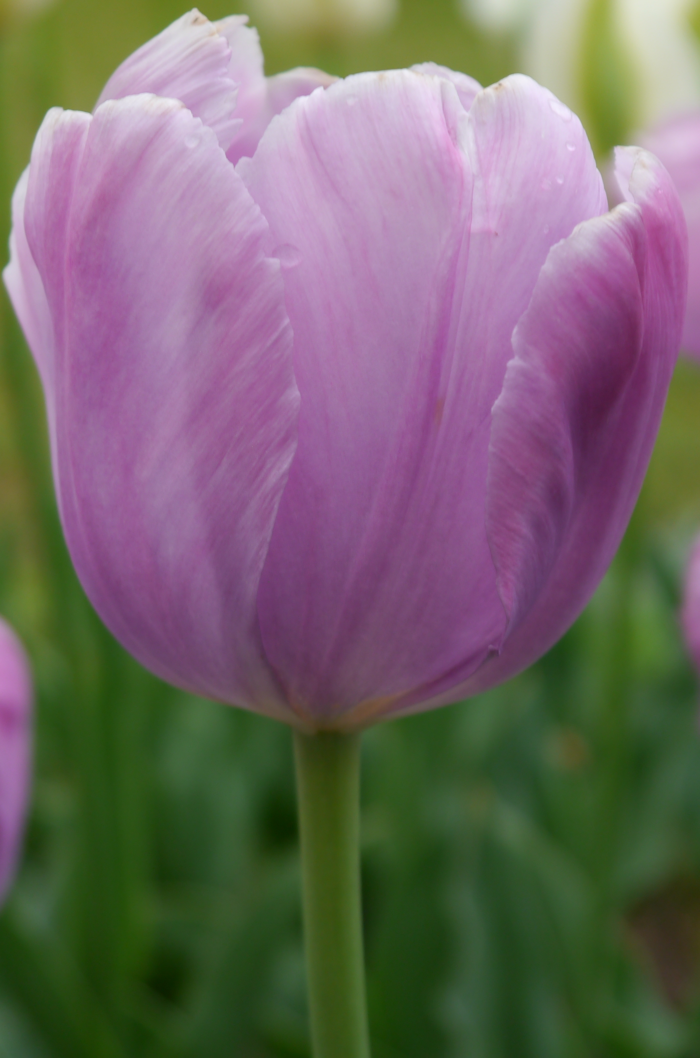 Nahaufnahme einer lila Tulpe mit zarten Blütenblättern und vereinzelten Wassertropfen vor unscharfem grünem Gartenhintergrund