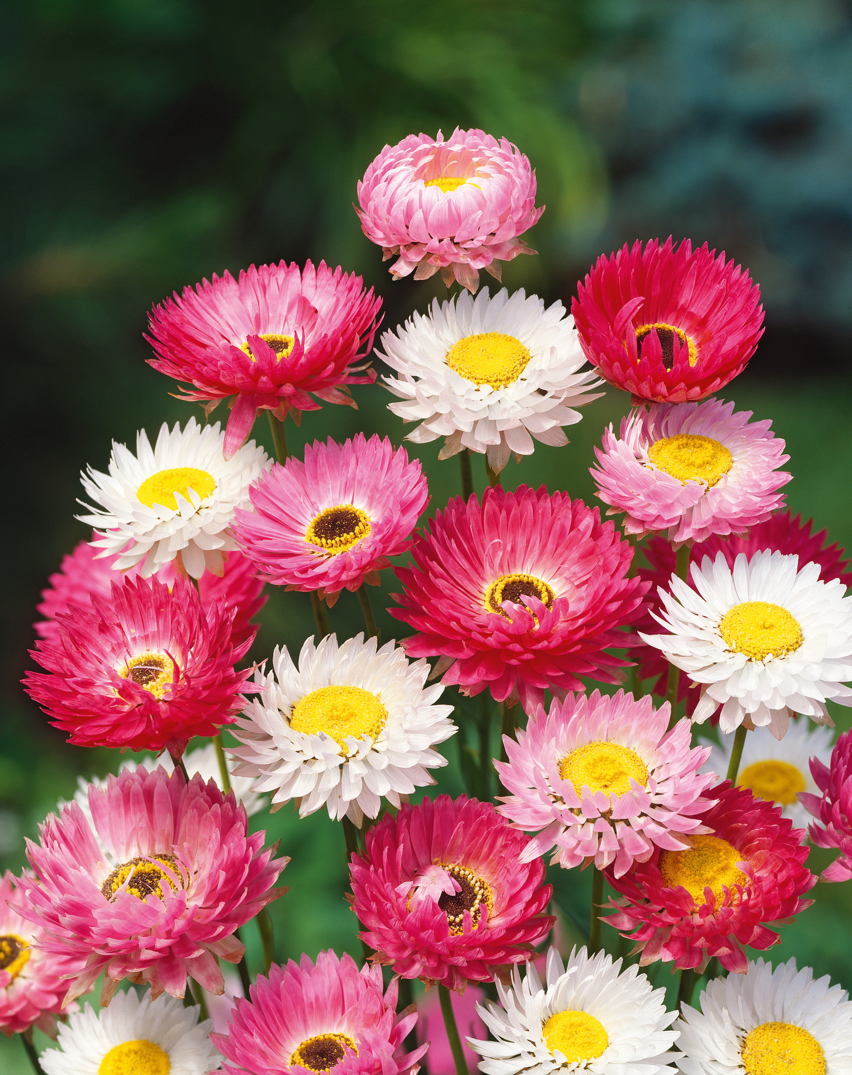 Nahaufnahme bunter Strohblumen (rosa und weiß) mit gelben Blütenkernen vor unscharfem grünem Hintergrund