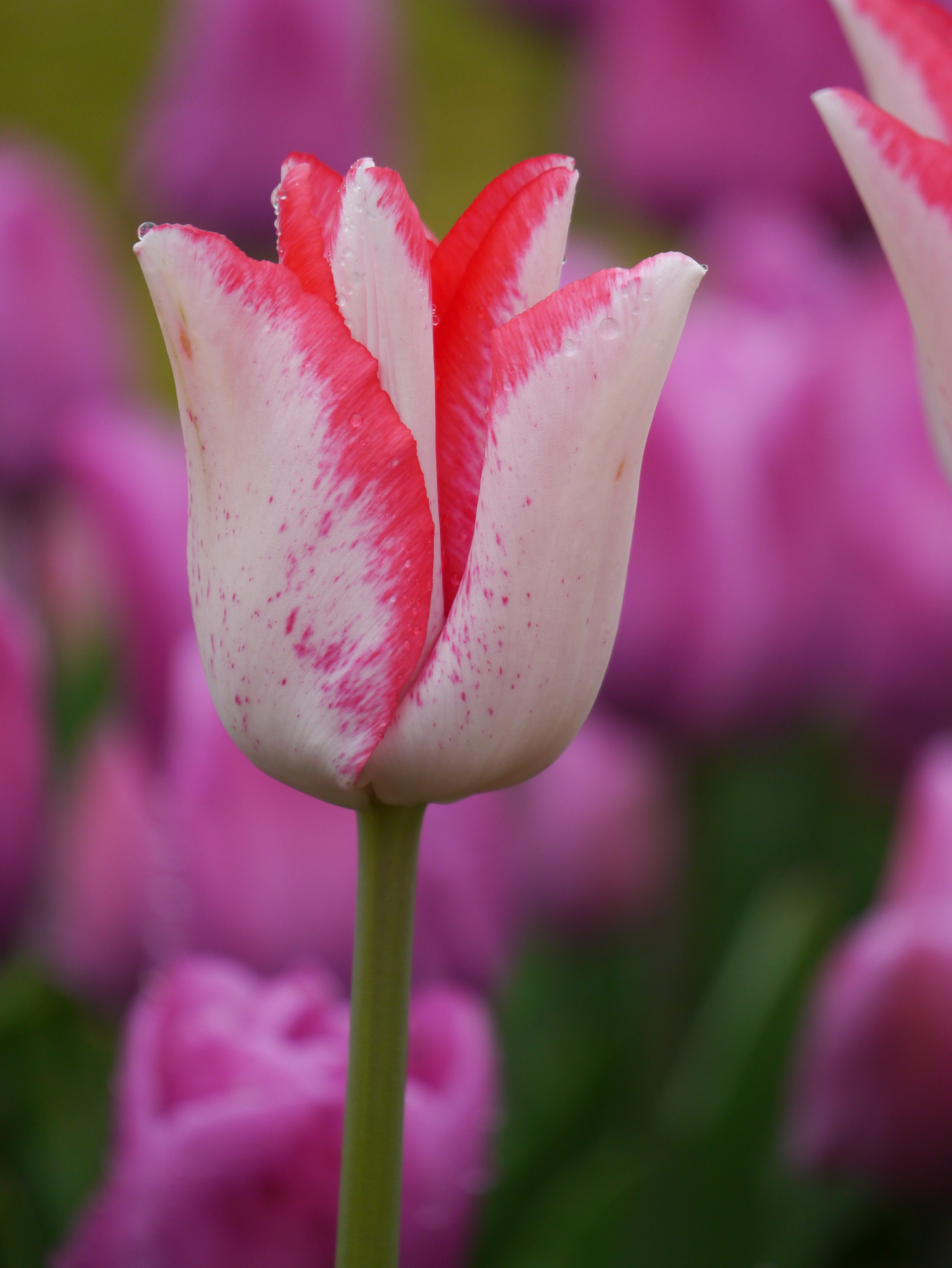 Nahaufnahme einer zweifarbigen Tulpe: weiße Blütenblätter mit roten Rändern und feinen Sprenkeln, Tautropfen auf den Blüten, unscharfer violetter Tulpenhintergrund