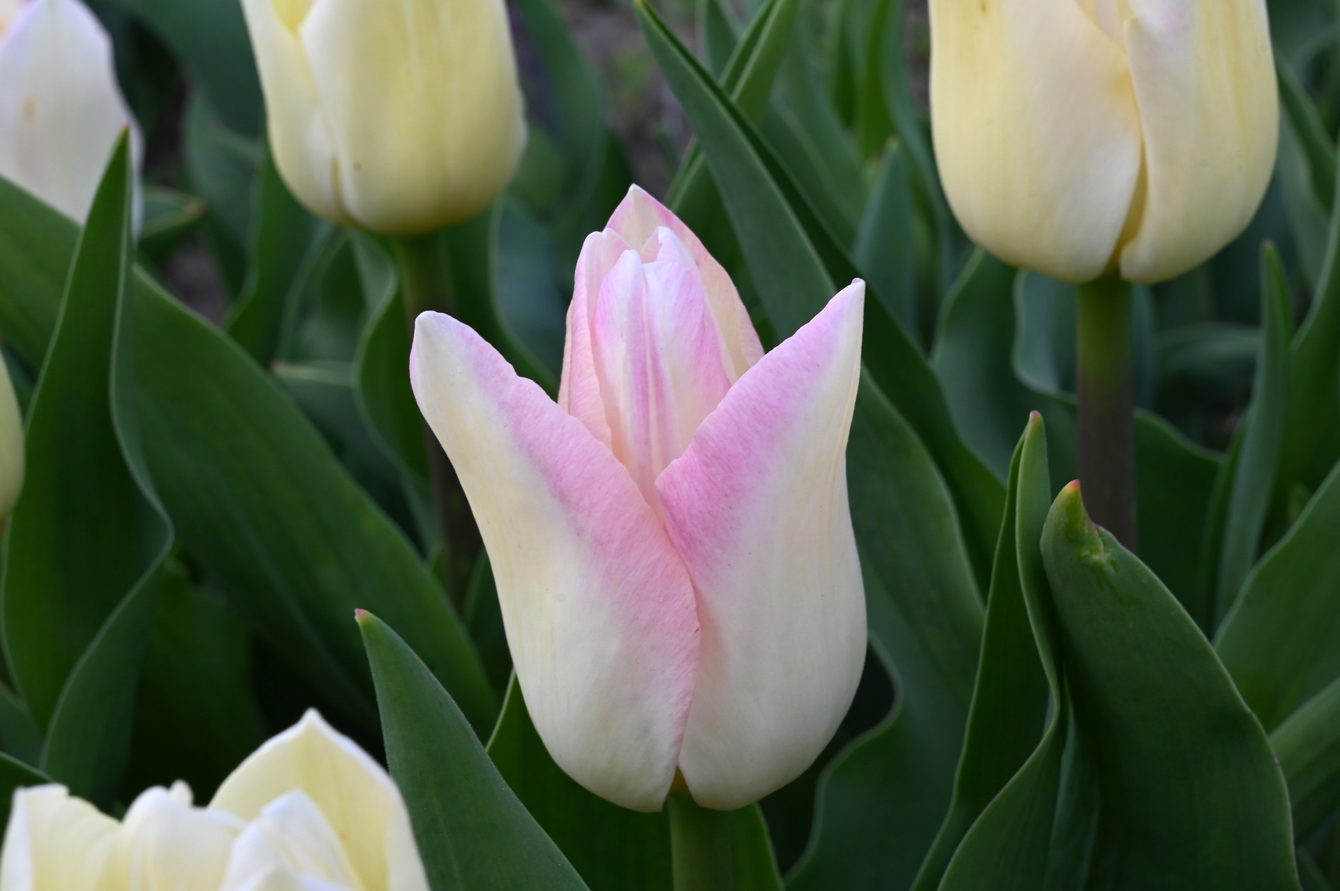 Triumph-Tulpen Hamster