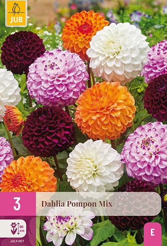 Pompon-Dahlien Sortiment Mischung