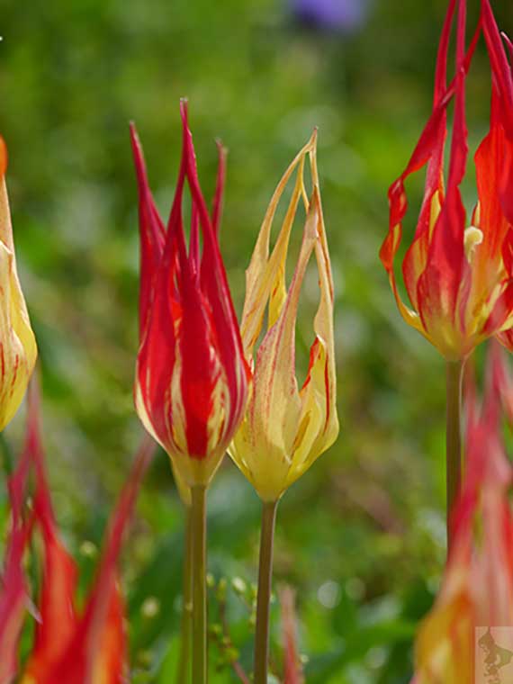 Nahaufnahme von schmalen rot-gelben Tulpen mit spitzen Blütenblättern im Garten vor unscharfem grünen Hintergrund
