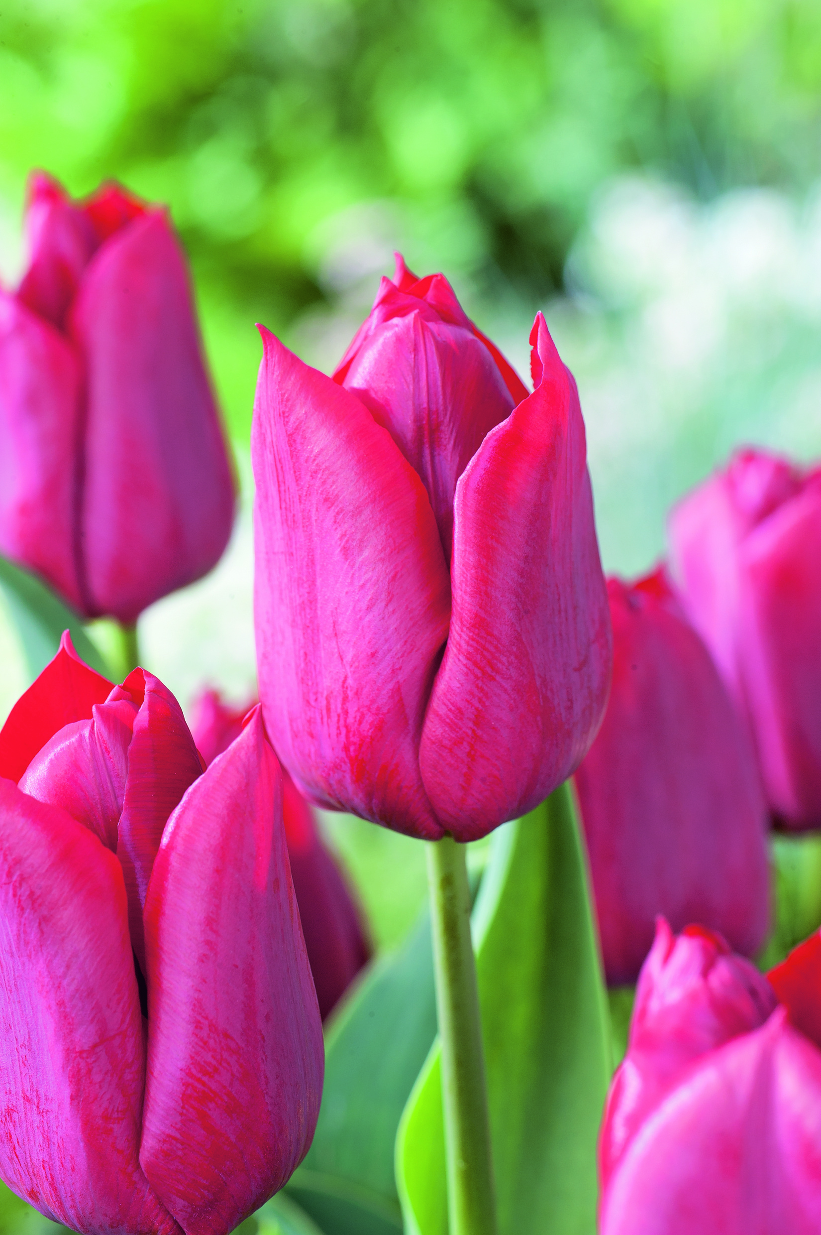 52195_14262720_FM Nahaufnahme mehrerer rosa-magenta Tulpen mit glänzenden Blütenblättern vor unscharfem, grünem Hintergrund