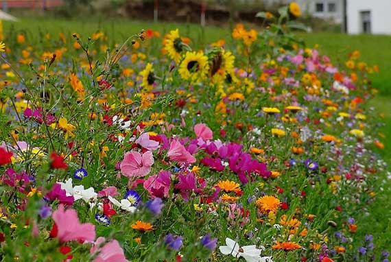 Sommerblumenmischung Mössinger Sommer