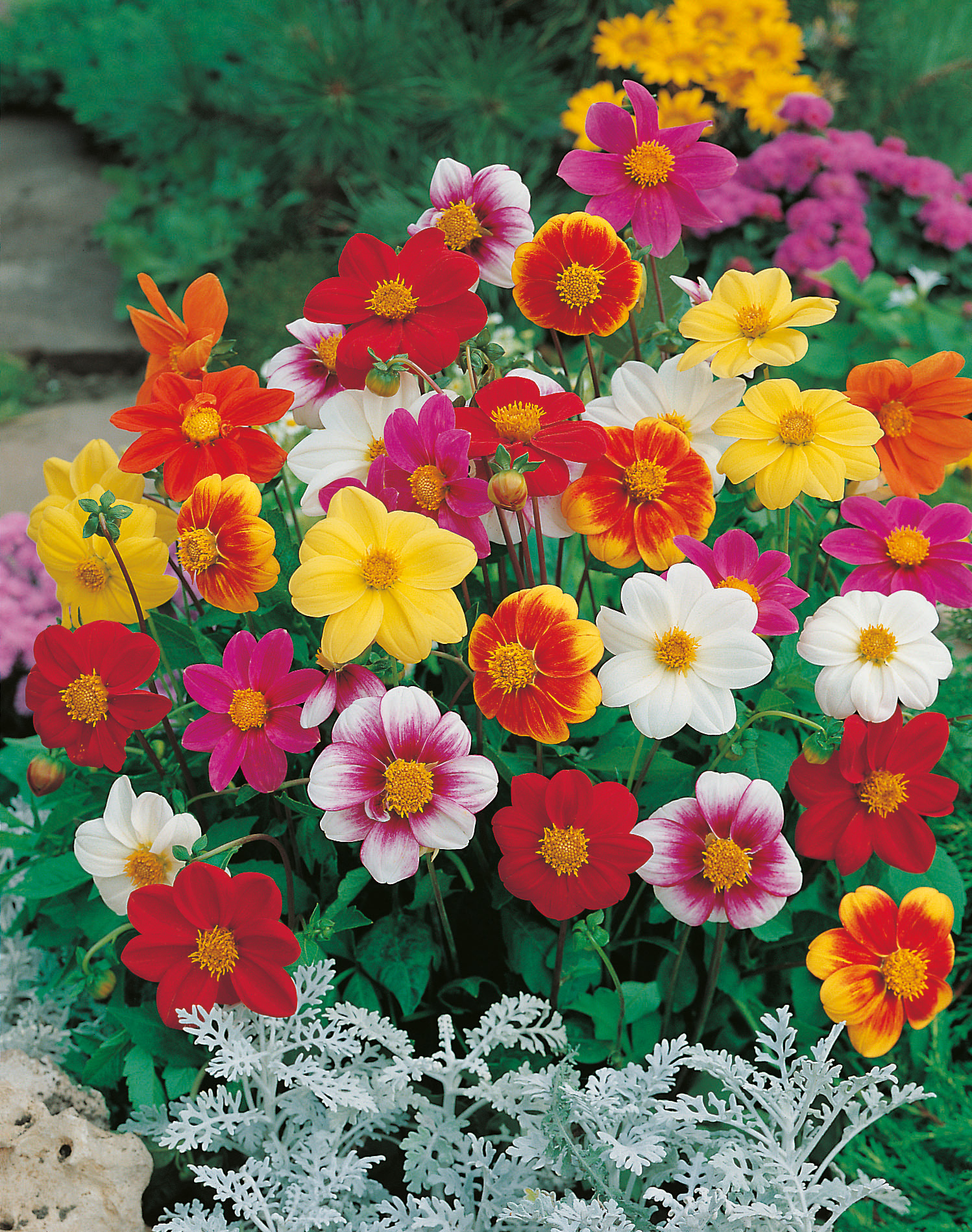 Mignondahlien Prachtmischung