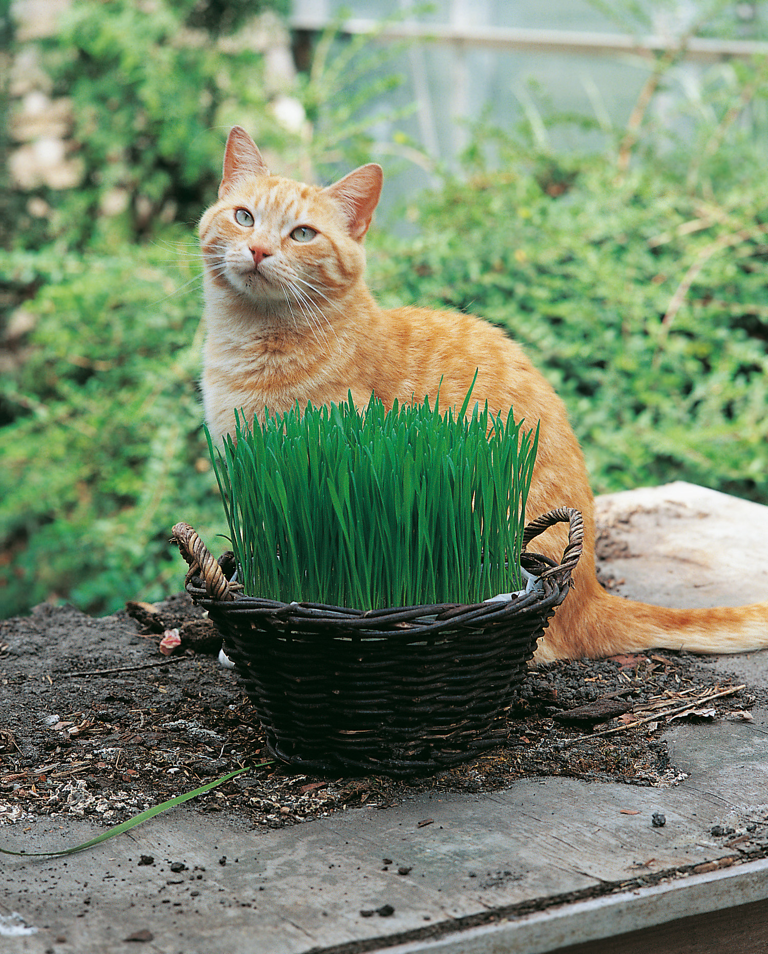 98880_Katzengras Rote getigerte Katze sitzt hinter einem Weidenkorb mit frischem Katzengras auf einer Holzfläche im Garten, unscharfer grüner Hintergrund.