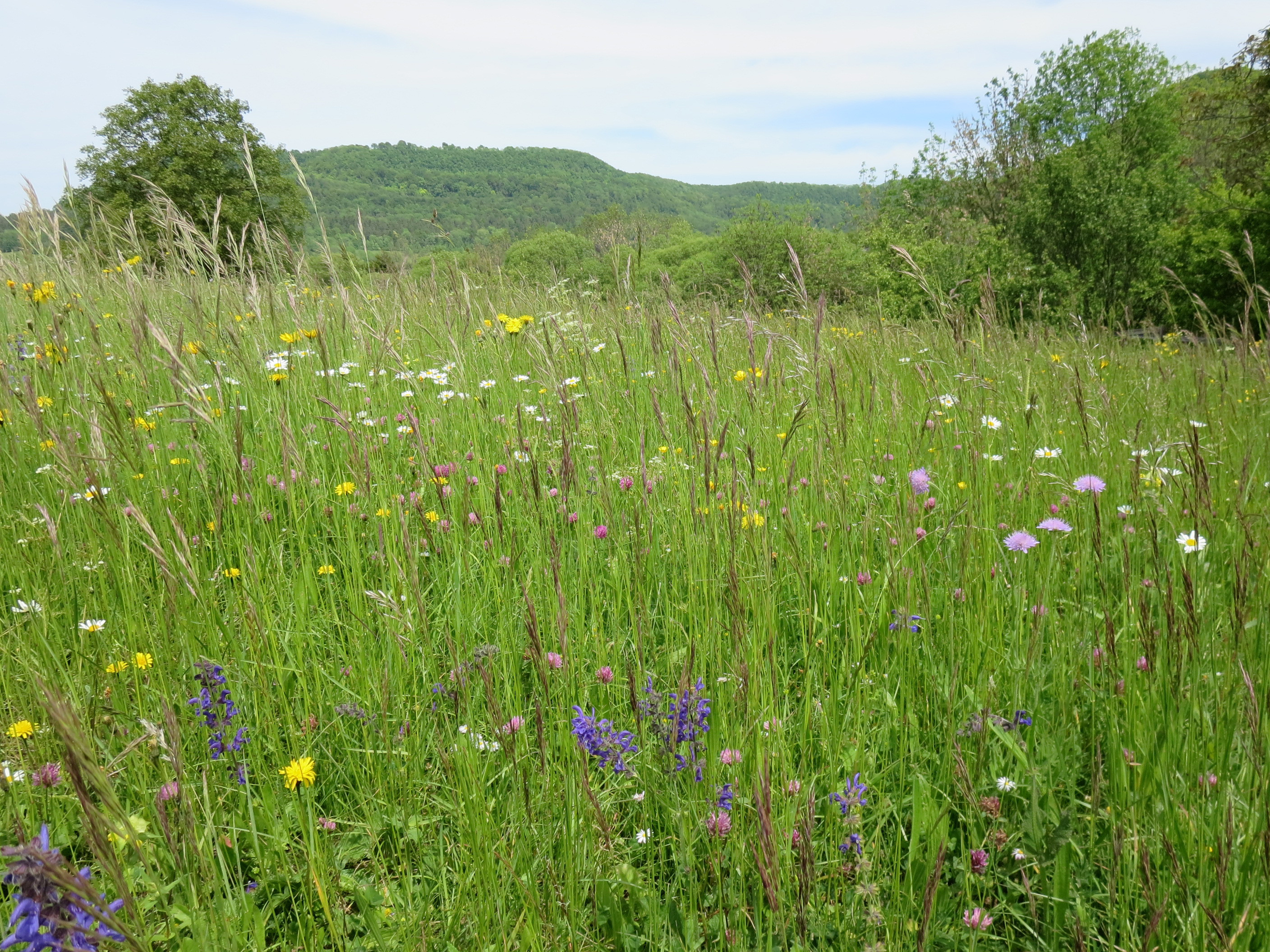 Weite Blumenwiese mit verschiedenen bunten Wildblumen (weiße Gänseblümchen, gelbe und lilafarbene Blüten), hohem Gras und vereinzelten Bäumen; im Hintergrund bewaldete Hügel und heller Himmel