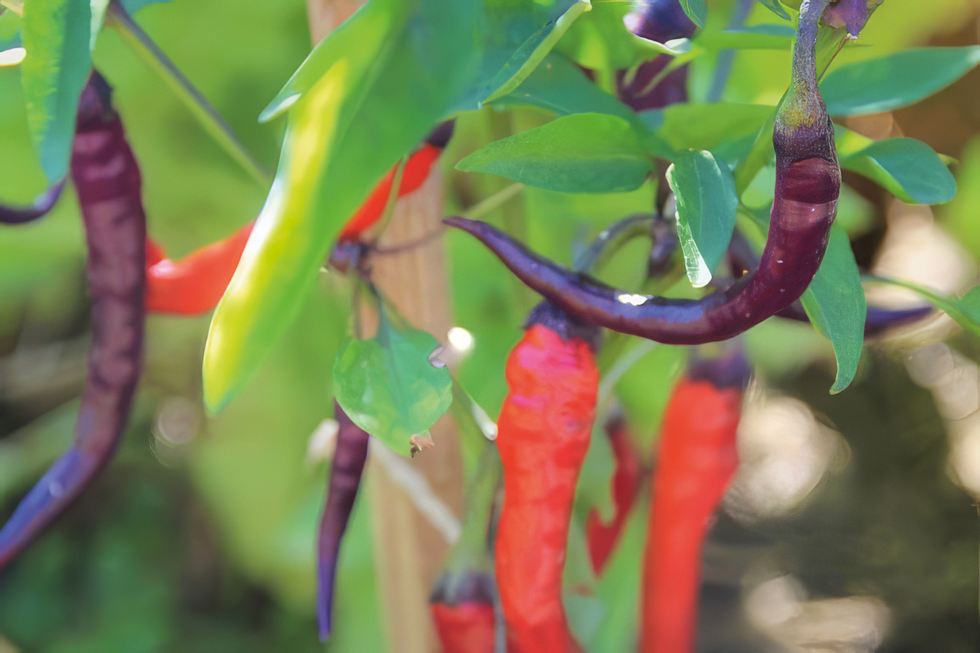 Chili Diavoletta