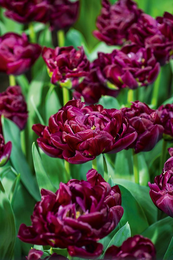 Gefüllte frühe Tulpe Canyon mit dicht gefüllten, tief samtroten Blüten im Frühlingsbeet – elegante Tulpen für ausdrucksstarke Gartenbepflanzung