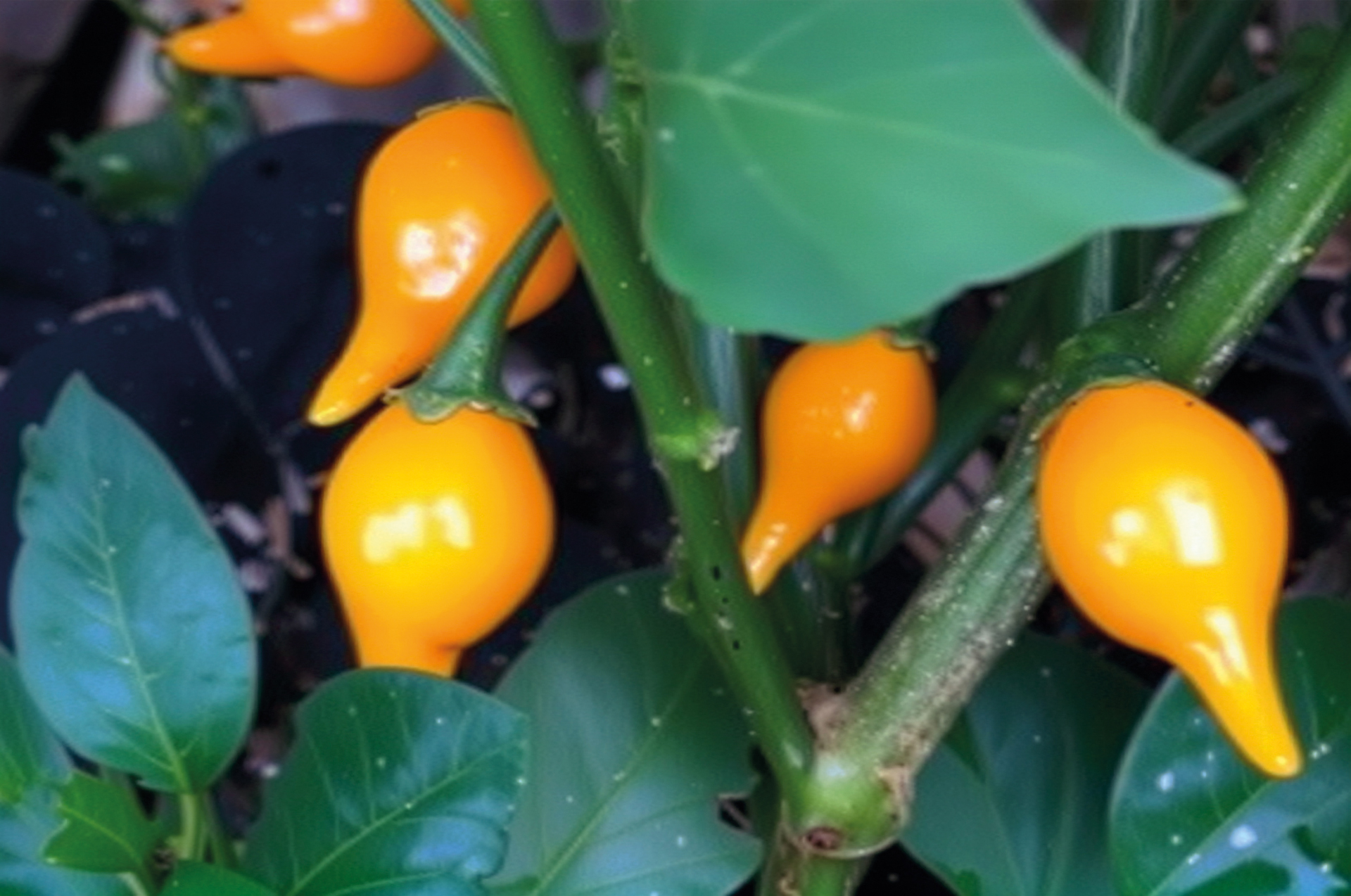 Gemüsechili Biquinho Amarelo
