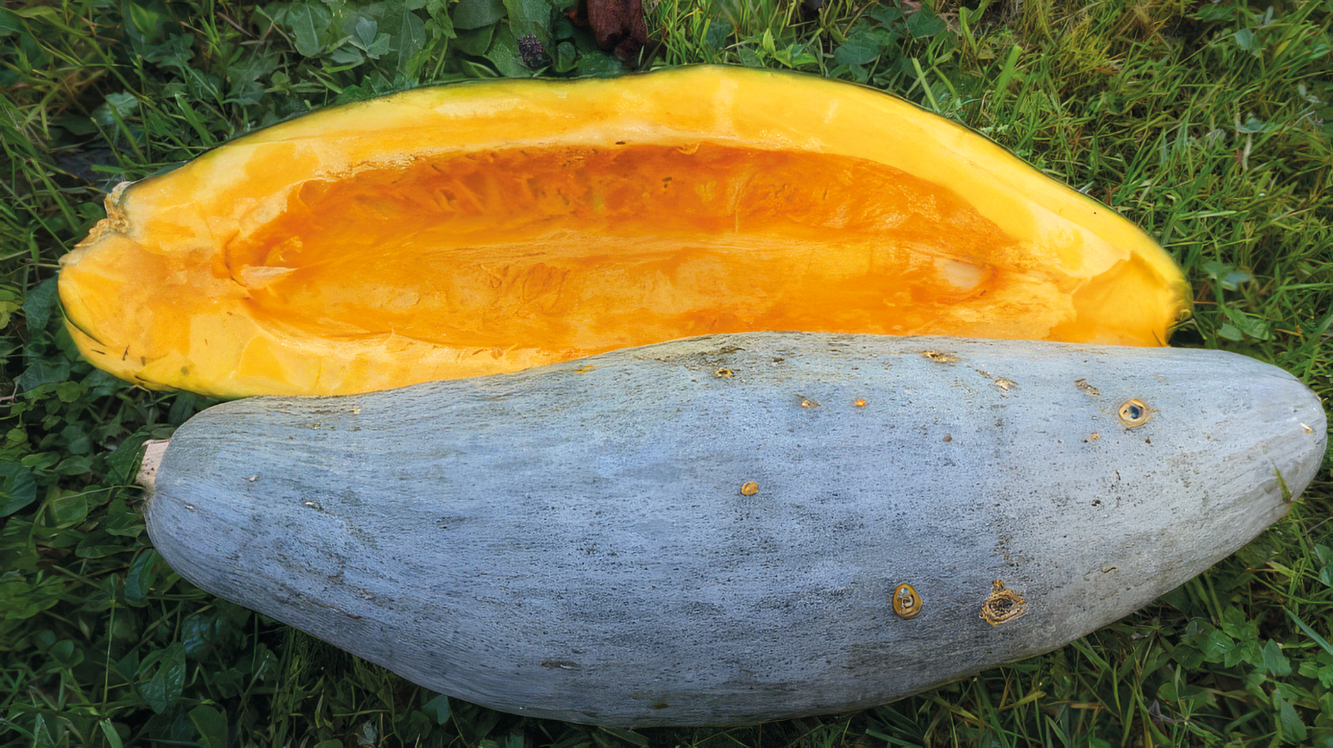 Kürbis Blue Banana